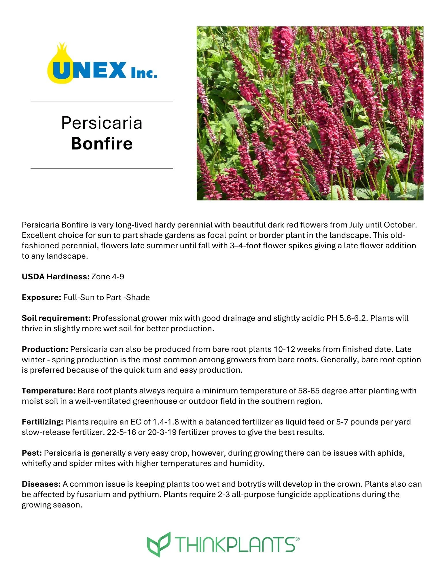 Persicaria Bonfire
