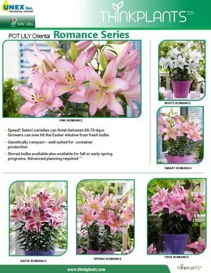 Lily Oriental Romance Series