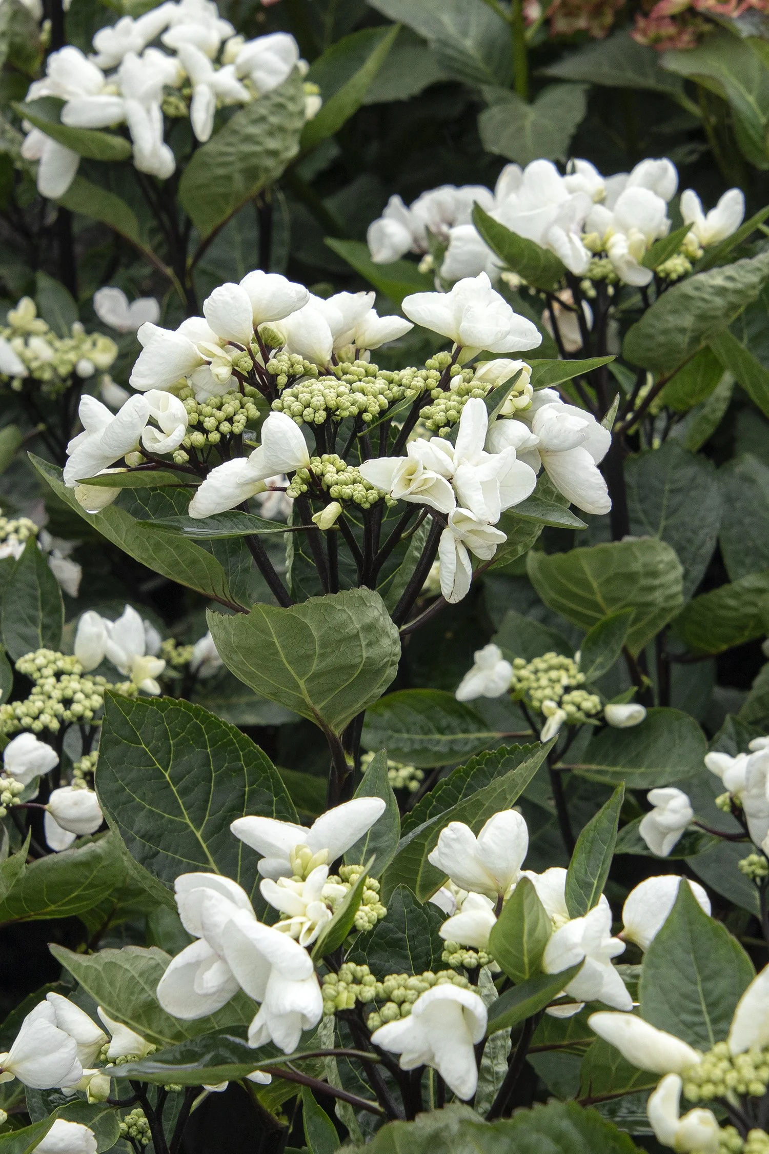 Hydrangea macrophylla Seaside Serenade® Glacier Bay