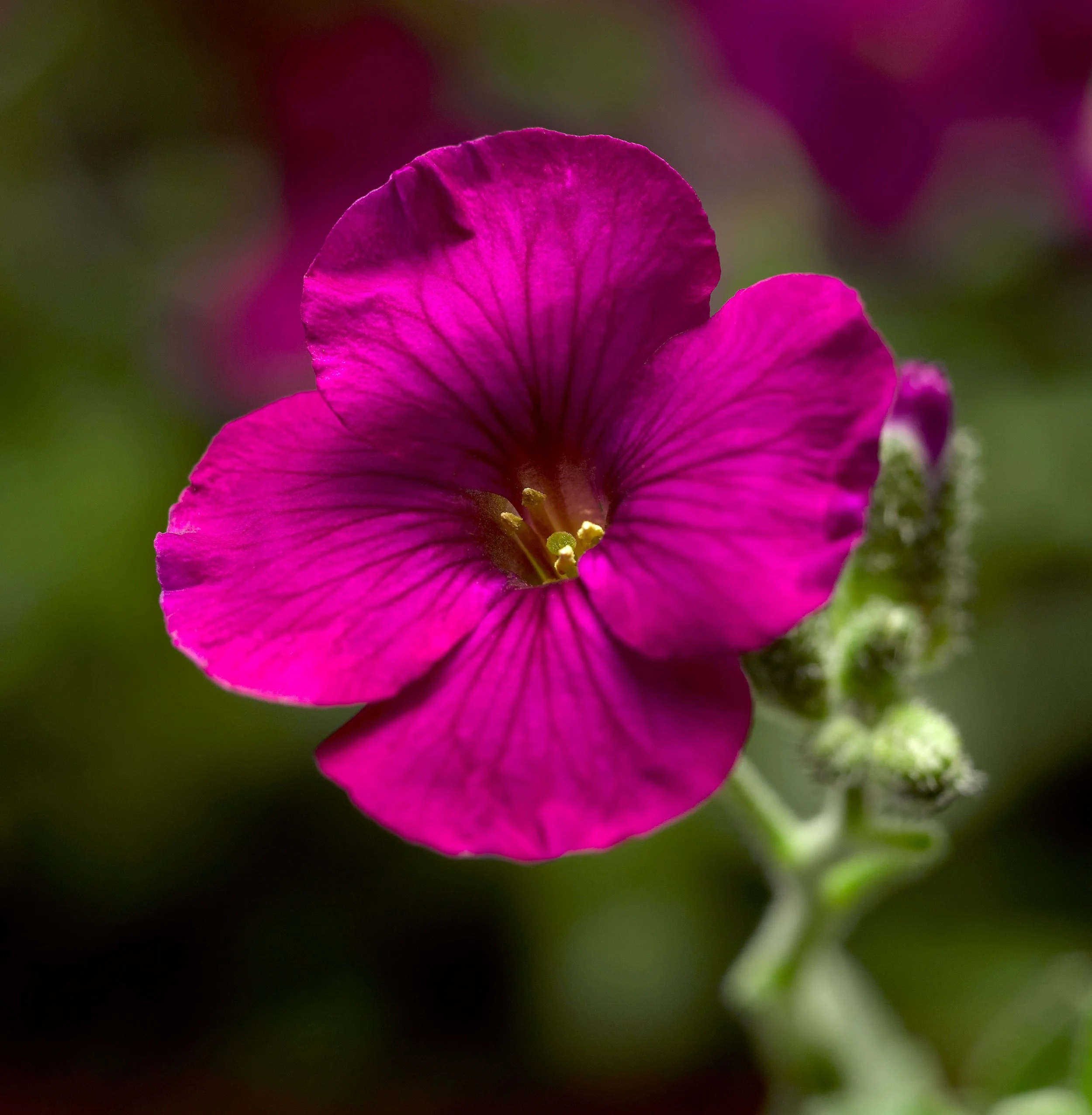 High Res jpg-Glacier Red (70069266)-1.jpg