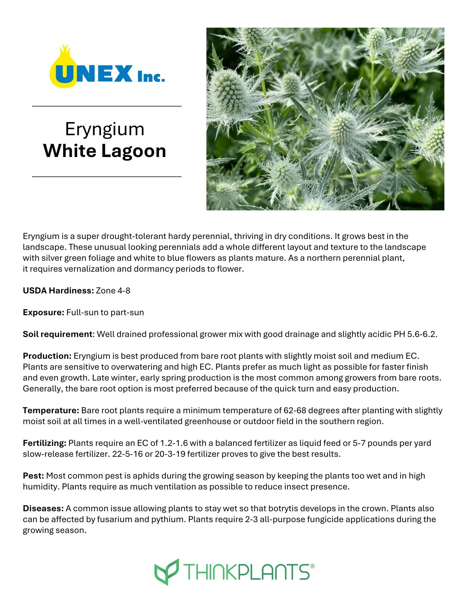 Eryngium White Lagoon