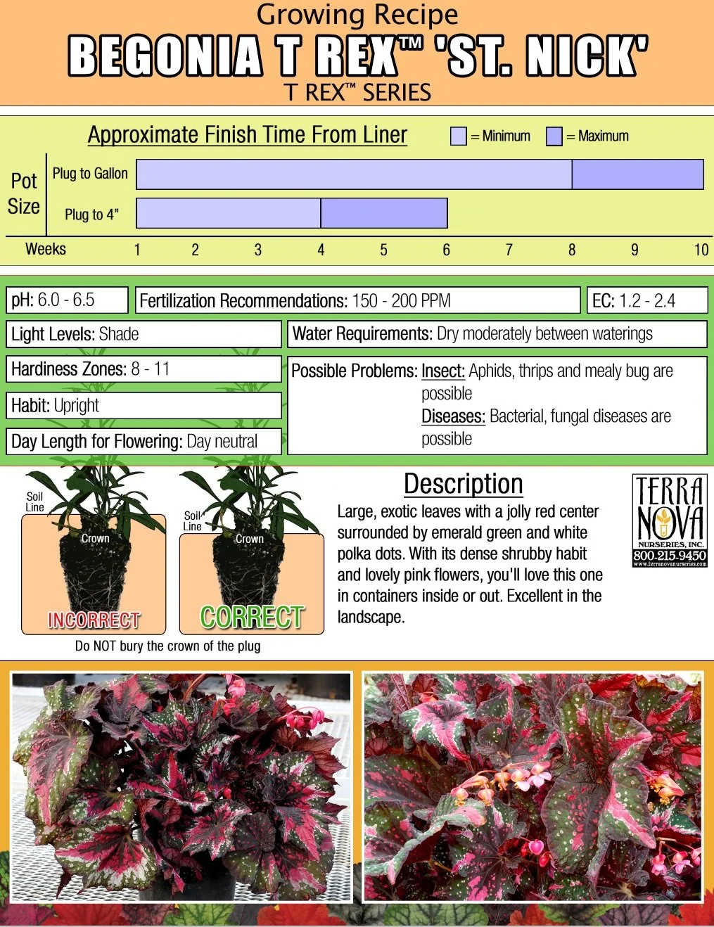 Begonia T Rex™ St. Nick