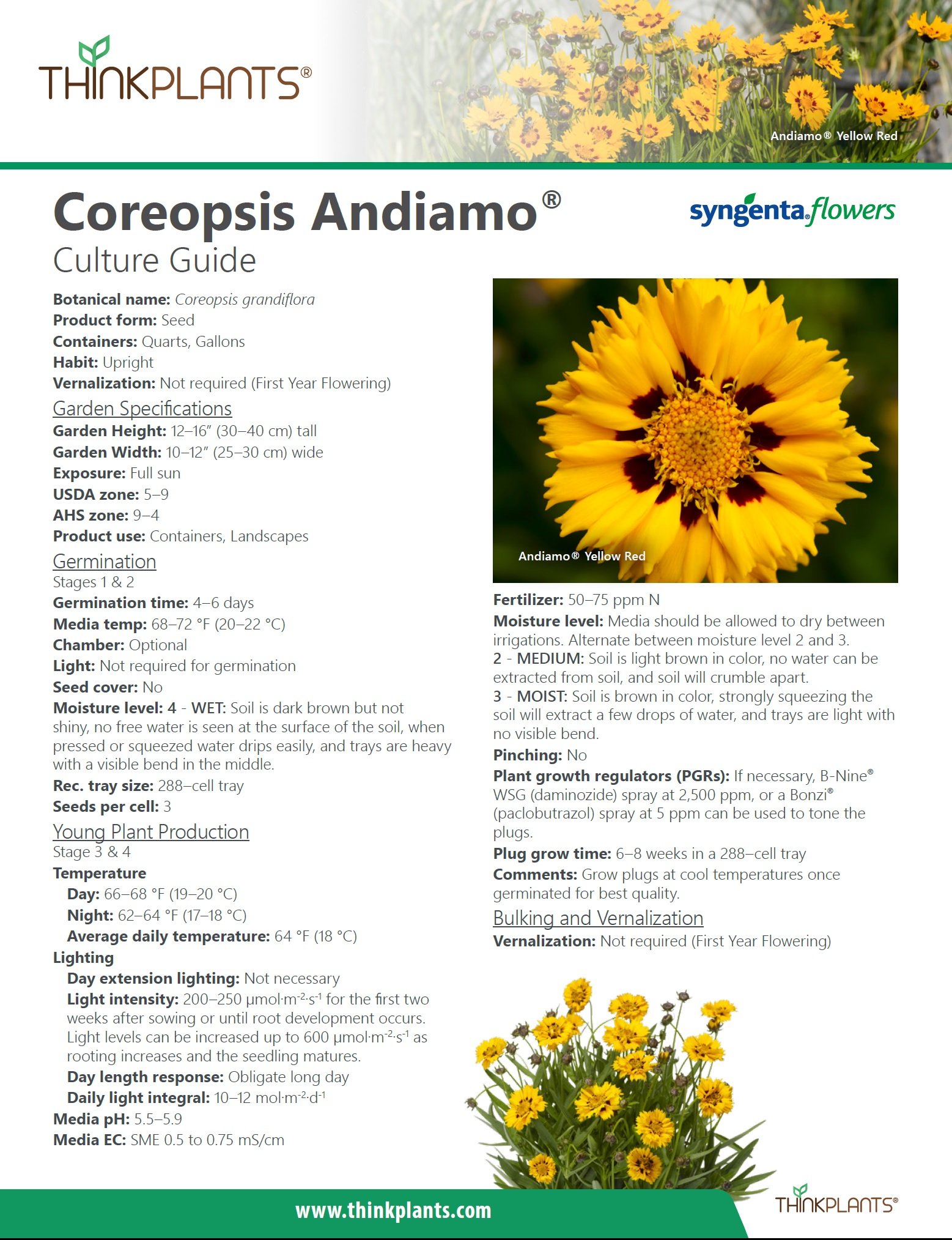 Coreopsis Andiamo™