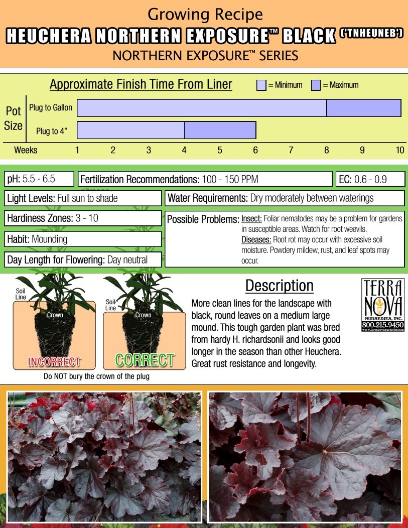 Heuchera Northern Exposure™ Black