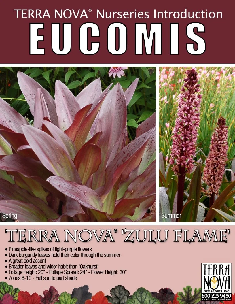 Eucomis Zulu Flame