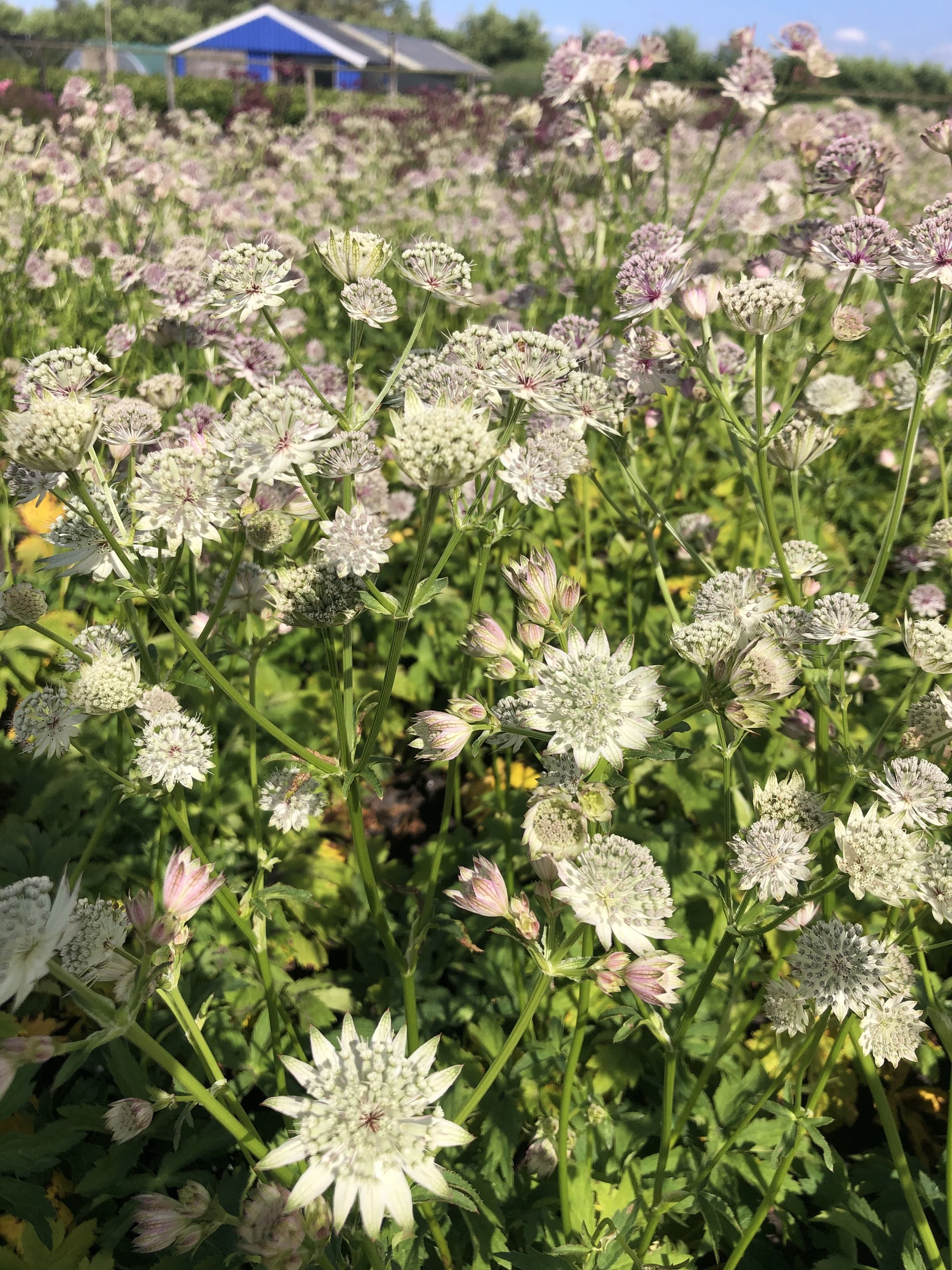 Astrantia Magical Diamonds Pink
