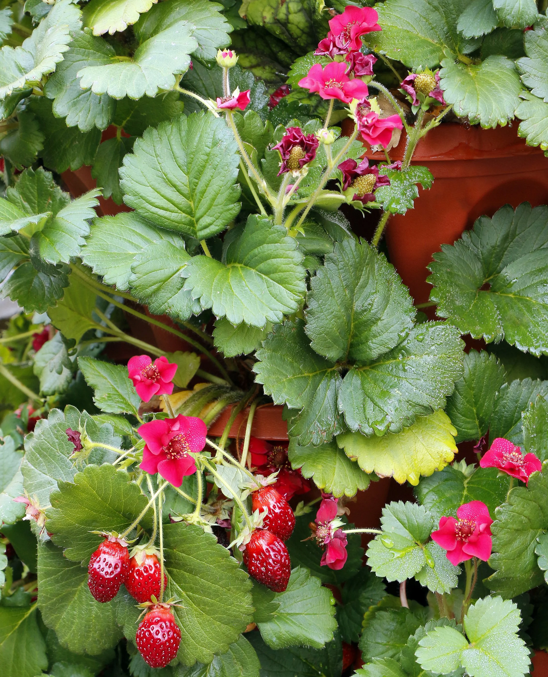 Fragaria-Pretty-Tasty-Ruby-1 2.jpg