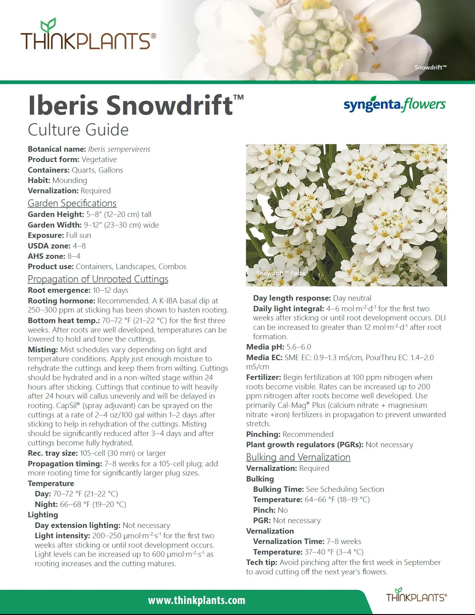 Iberis Snowdrift™