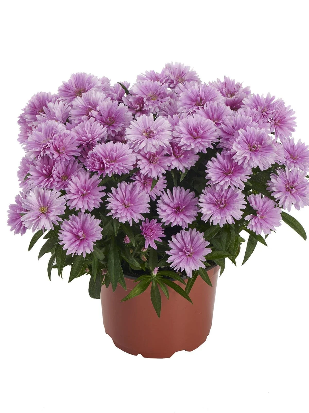 Aster Showmakers® Baby Pink