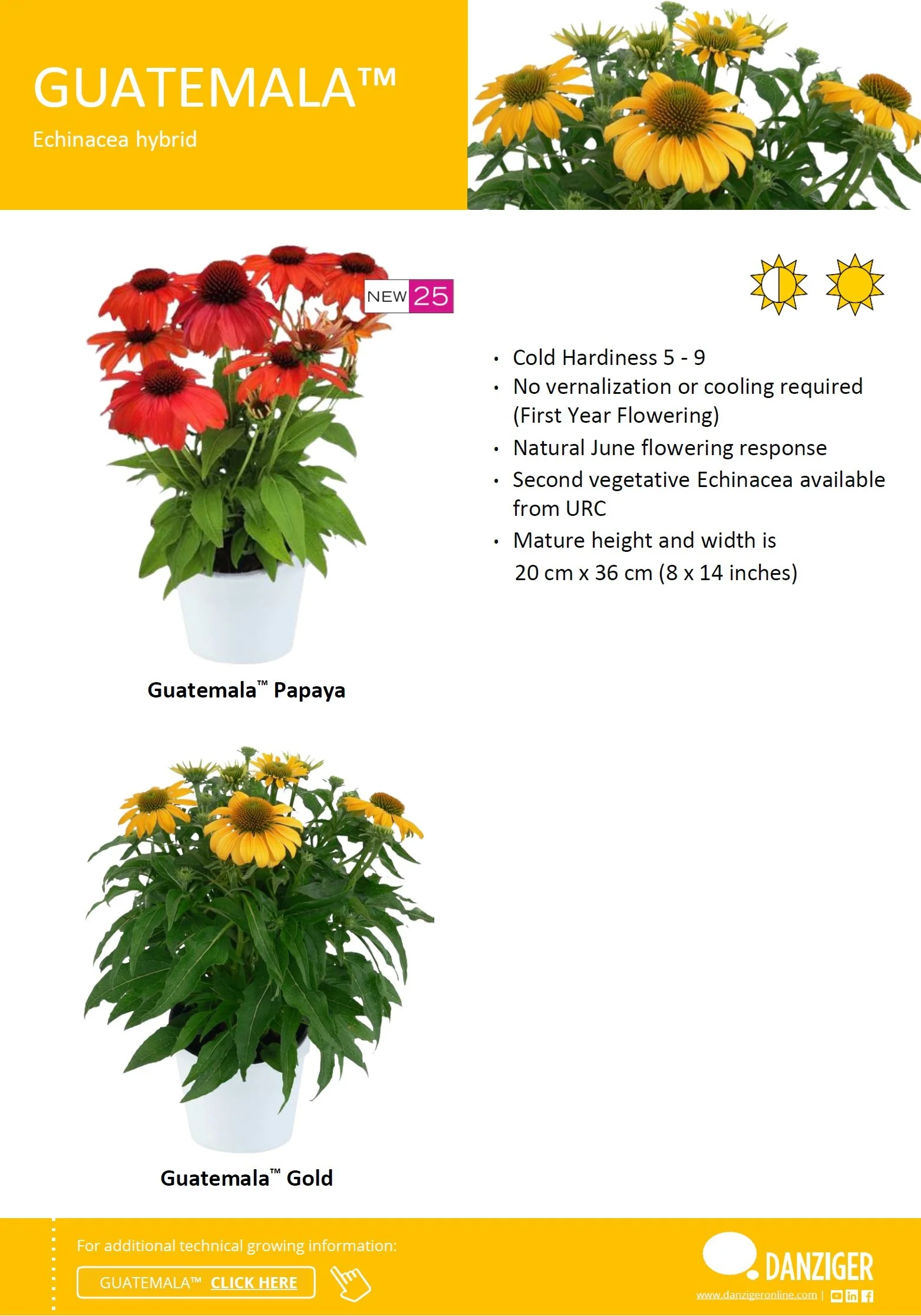 Echinacea GUATEMALA™