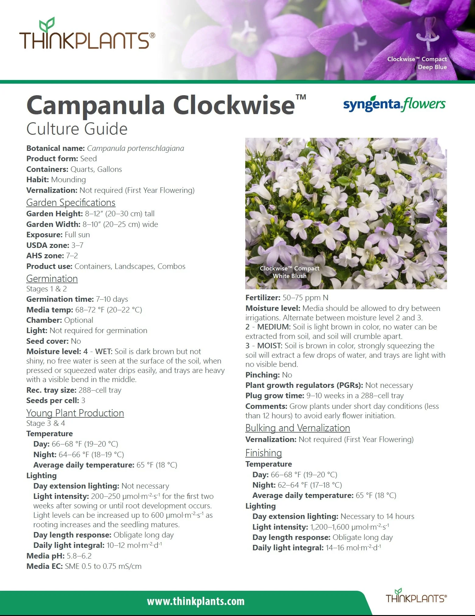 Campanula Clockwise™