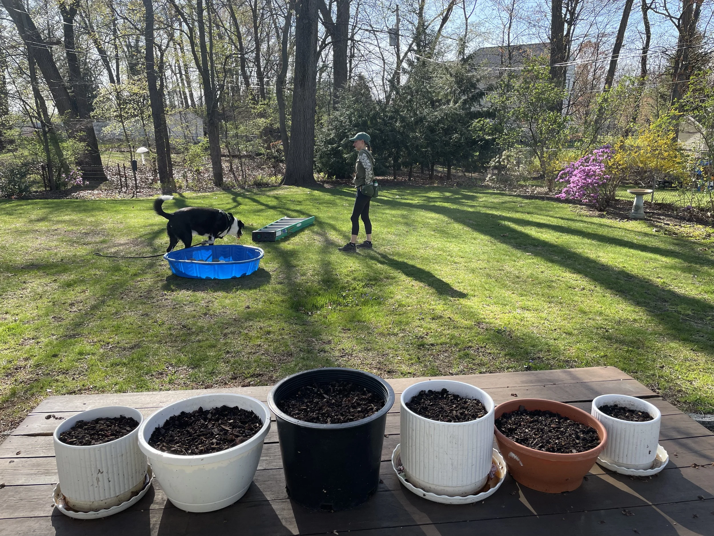 Image shows newly potted plants in the foreground, while a white human and black-and-white dog play on the lawn in the background.