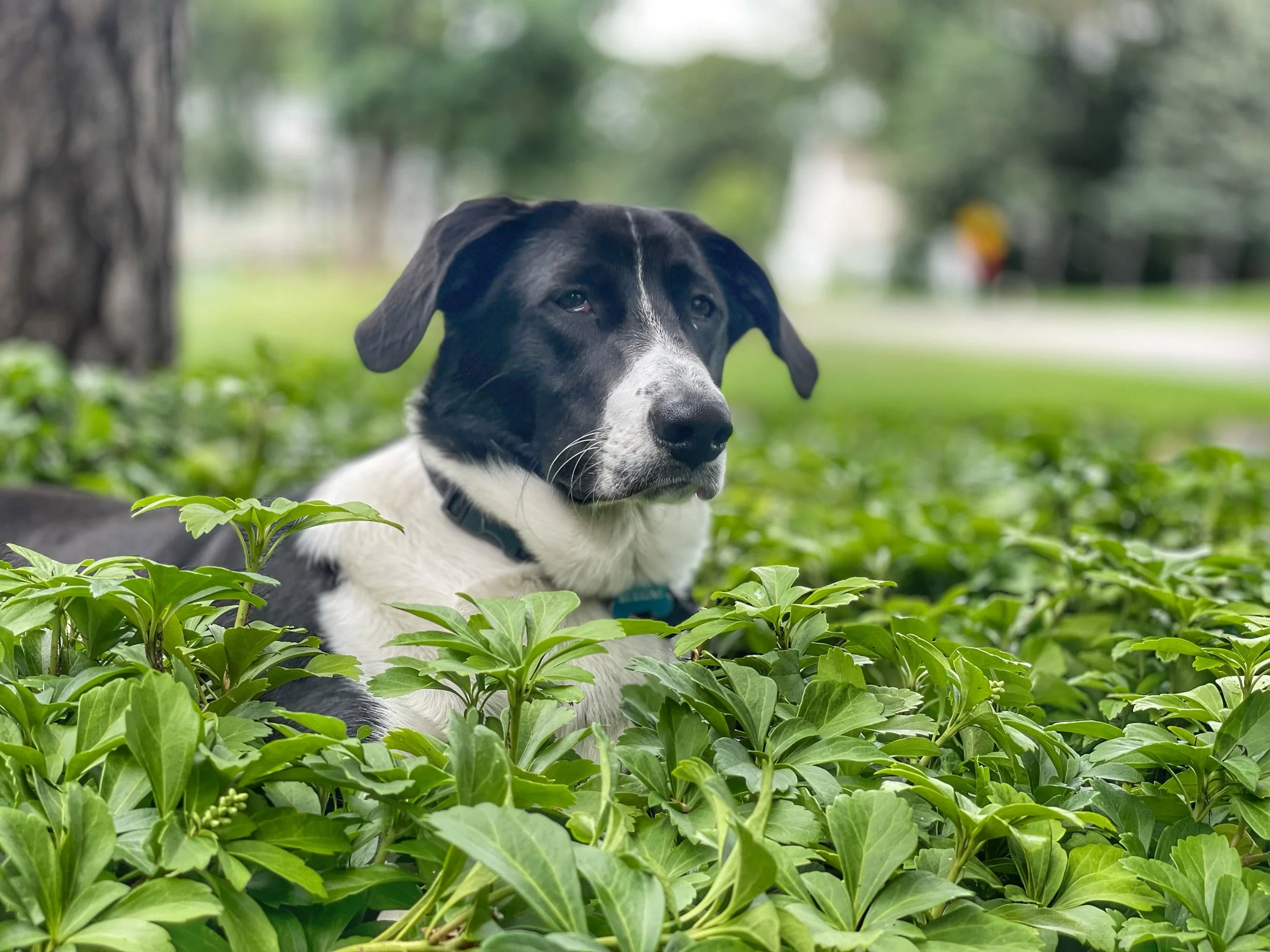 Image shows a large black-and-white floppy-eared dog laying in a bed of green plants with a keen look on their face.