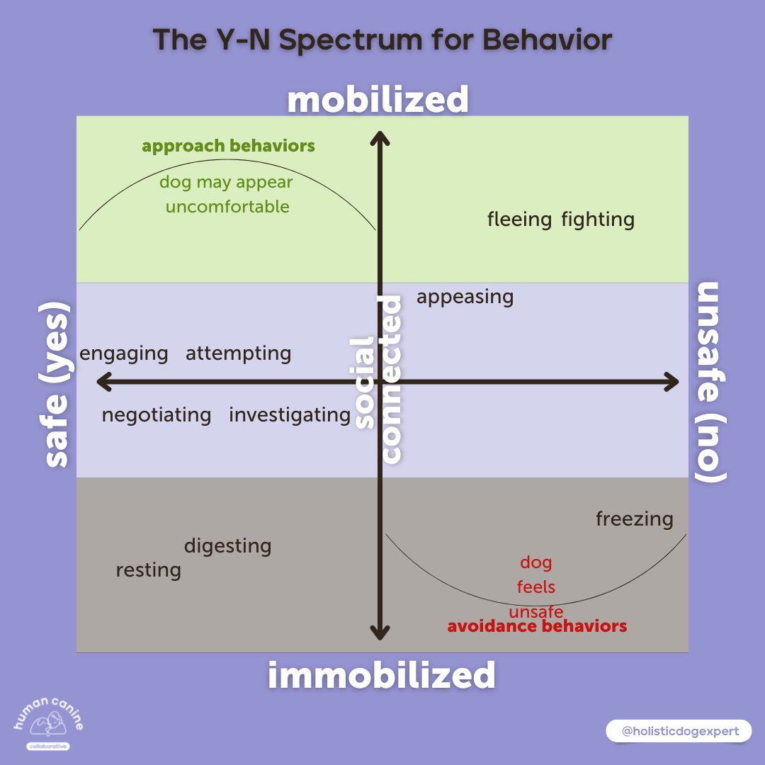 A lavender border with three blocks in center, makes a square. Top block is green-mobilized, center lilac - social connected, bottom cocoa-immobilized. A spectrum between yes and no shows different behaviors depending on  nervous system state.
