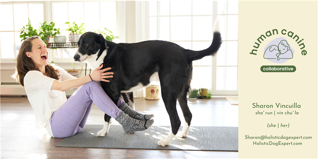 Sharon sits on the floor leaning backward and laughing while Muggins coyly approaches.
