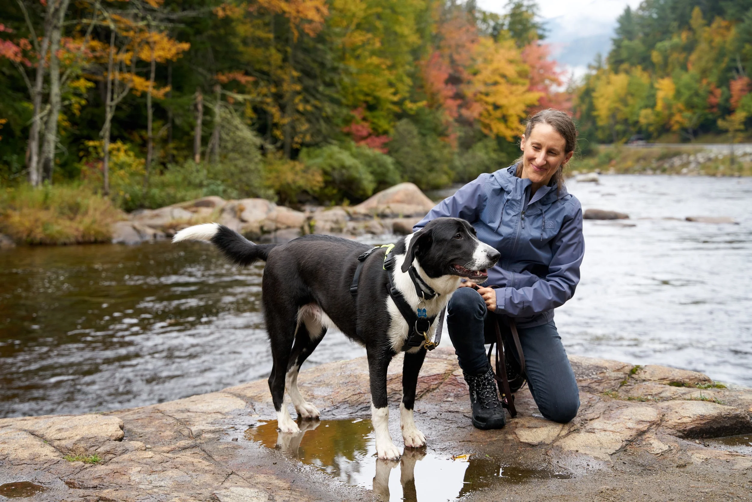 Sharon, wearing rain gear, and Muggins wearing a harness and leash, pause to connect atop a puddle-covered rock amidst an autumn-painted Adirondack river.