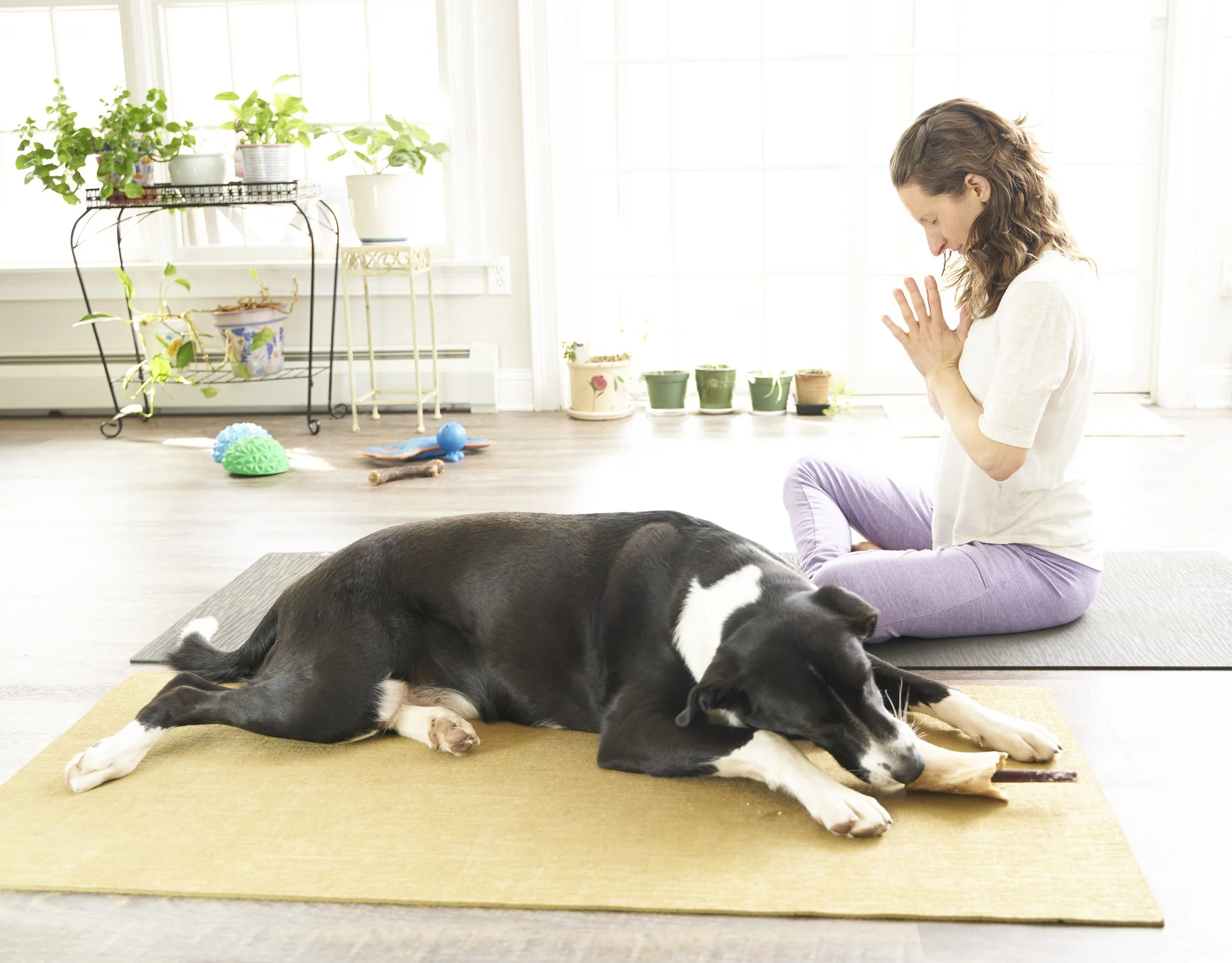Image shows a human seated cross-legged on a mat, head bowed in breath. A black-and-white dog chews peacefully while laying on an adjacent mat.