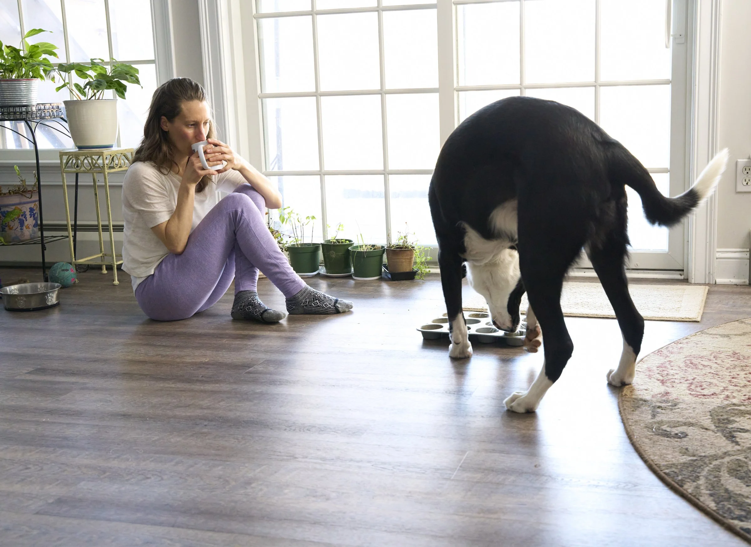 Image shows a human seated on the floor sipping a warm mug of tea while a large black-and-white dog eats breakfast.