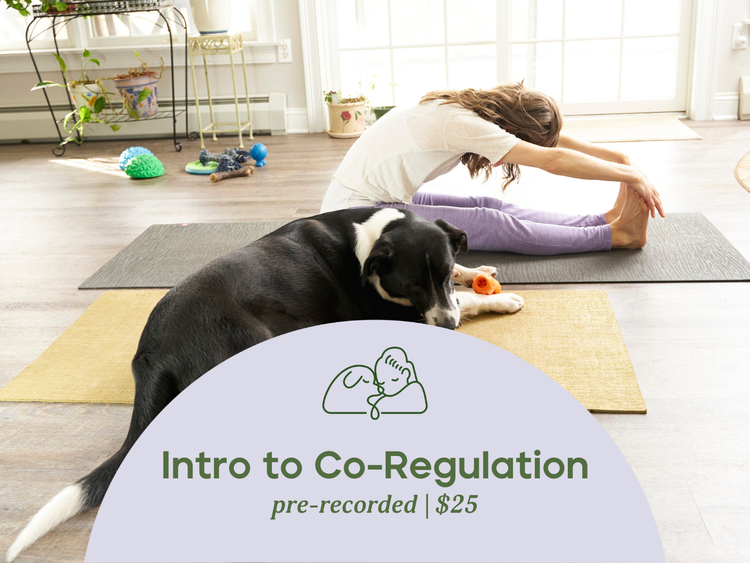 Image shows human and dog on side-by-side yoga mats engaged in stretching and chewing in a brightly lit room.