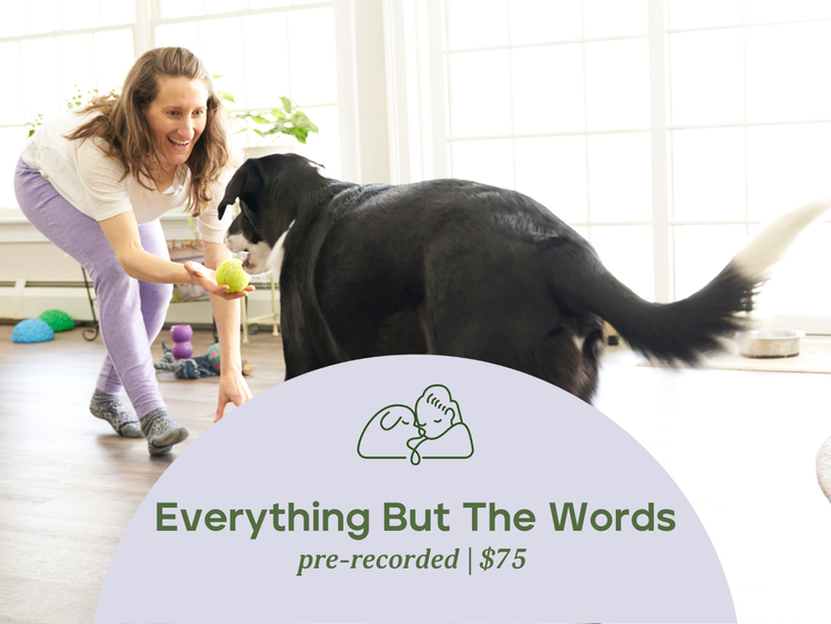 Image shows a white human smiling playfully and holding a tennis ball toward a large black-and-white dog who approaches with open mouth and horizontal tail. Forest green letters bottom center say "Everything but the words, pre-recorded, $75."