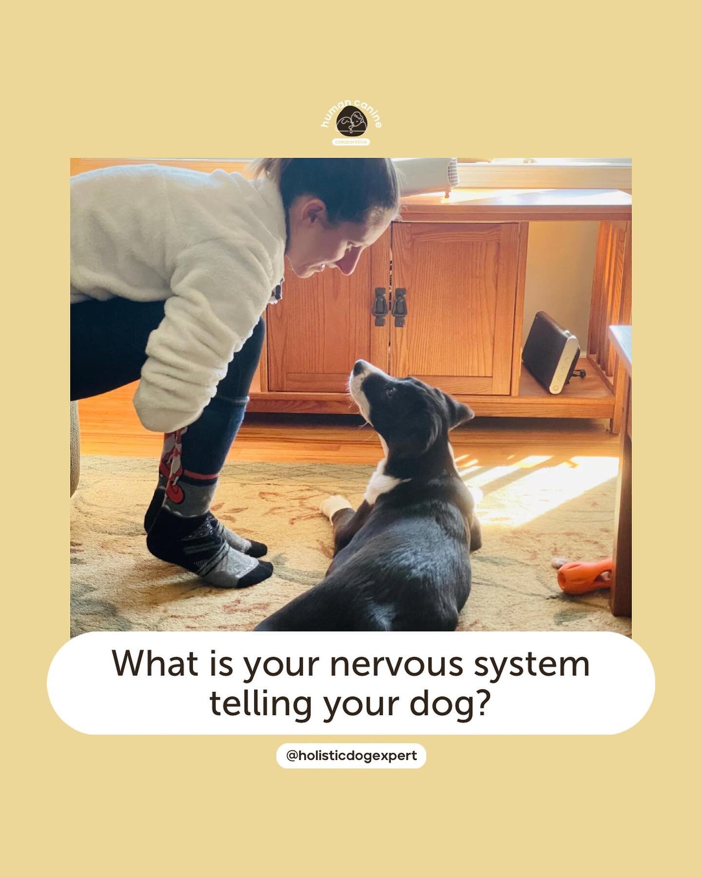 I used to feel like my nervous system was in charge and I was just along for the ride. I would see myself reacting to Muggins&rsquo;s behavior with frustration or anger. Afterward, I would feel overwhelmed with shame and guilt. I knew all the dog tra