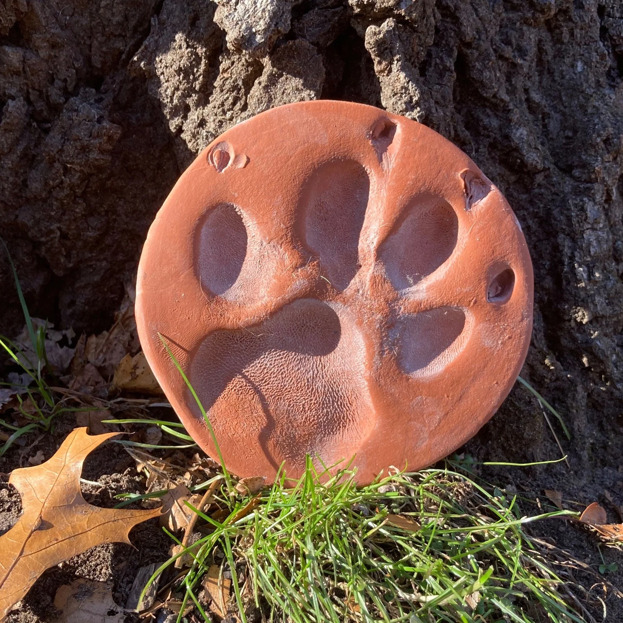 Image shows a terra cotta paw print sitting on the grass at the base of a tree, the morning light casting shadows in the depressions of the molded paw.