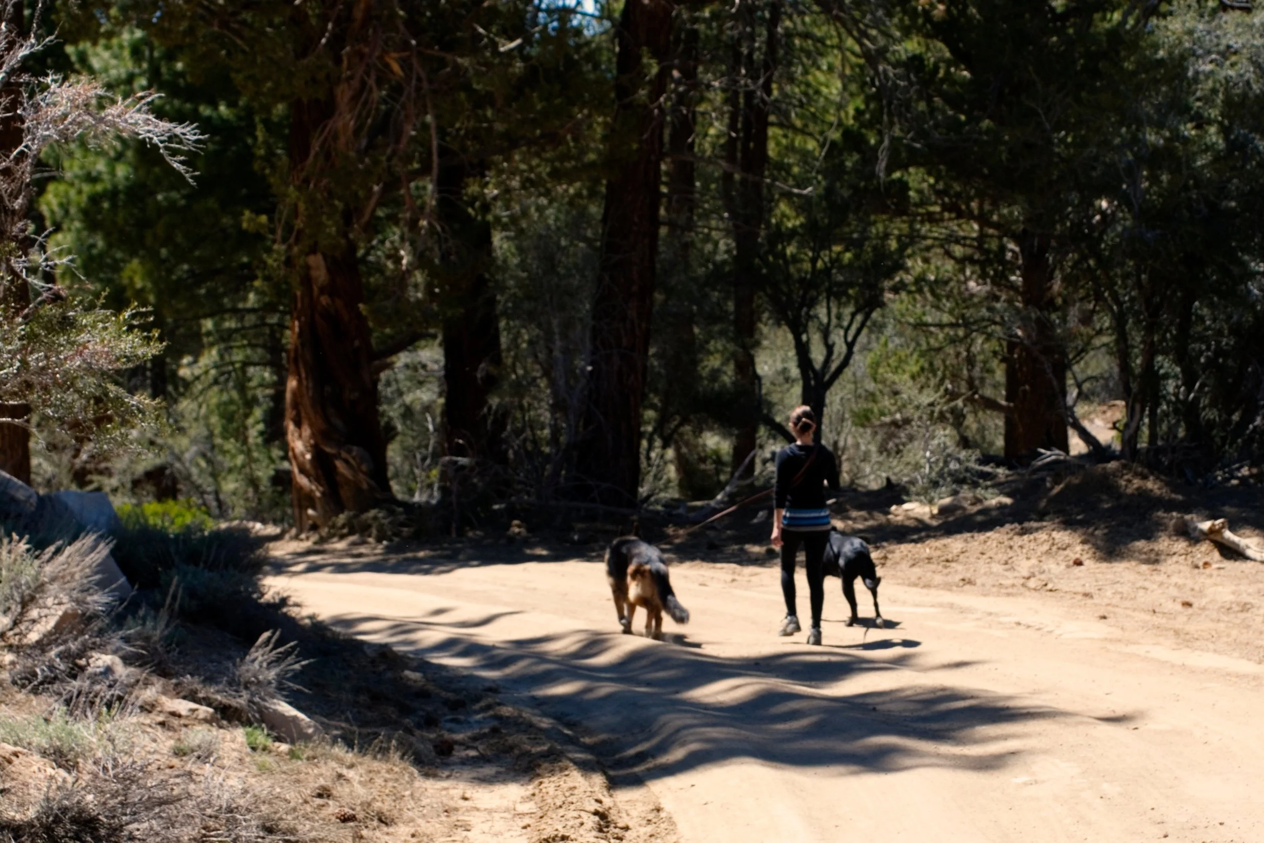 Image shows a human, black lab, and German shepherd walking side-by-side on a wooded trail.