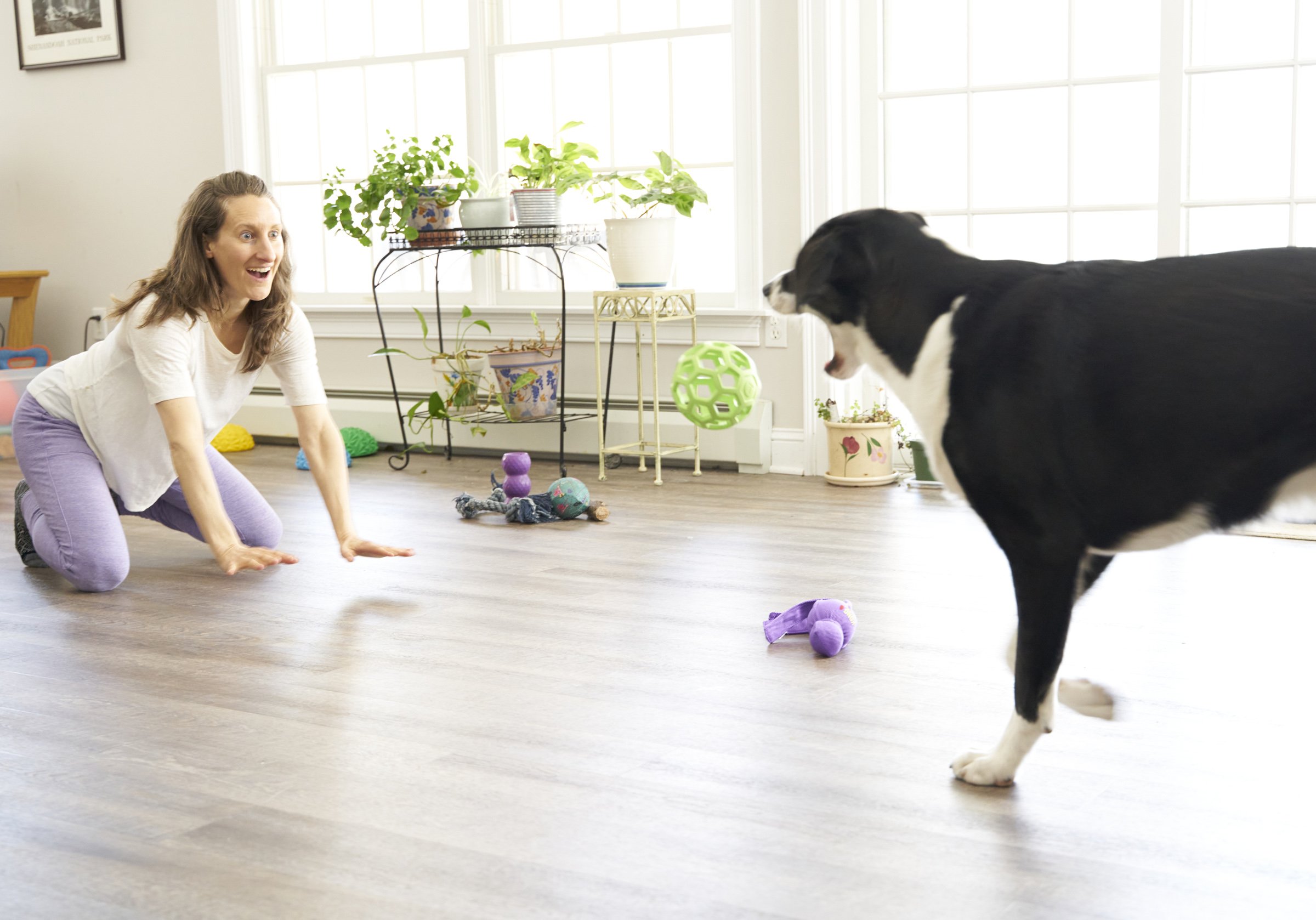 Image shows Sharon, a white human with long brown hair on all fours playing with Muggins, a large black-and-white dog who is running toward Sharon.