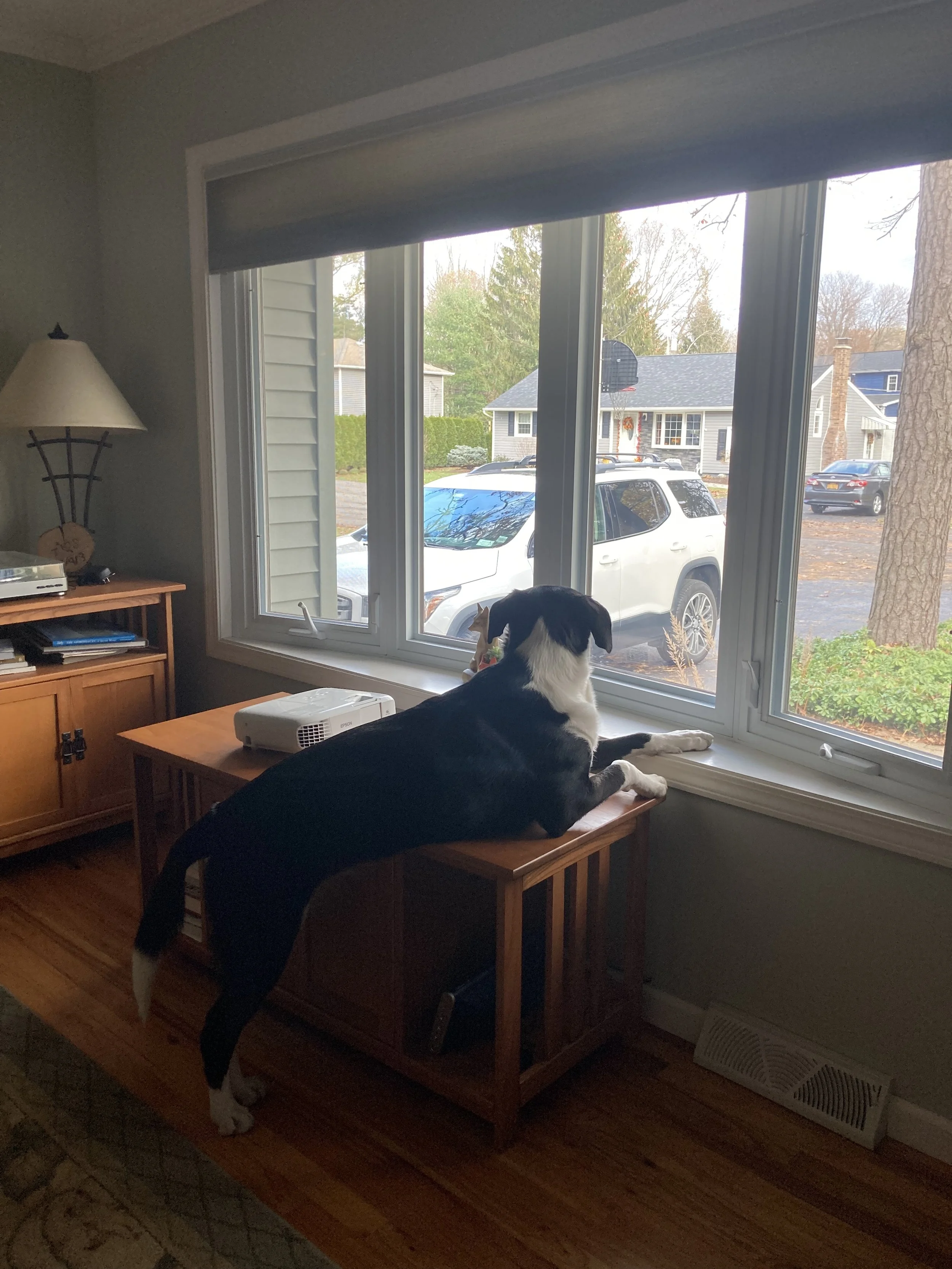 Image shows Muggins, a large black-and-white dog laying on a cabinet while looking out the window.