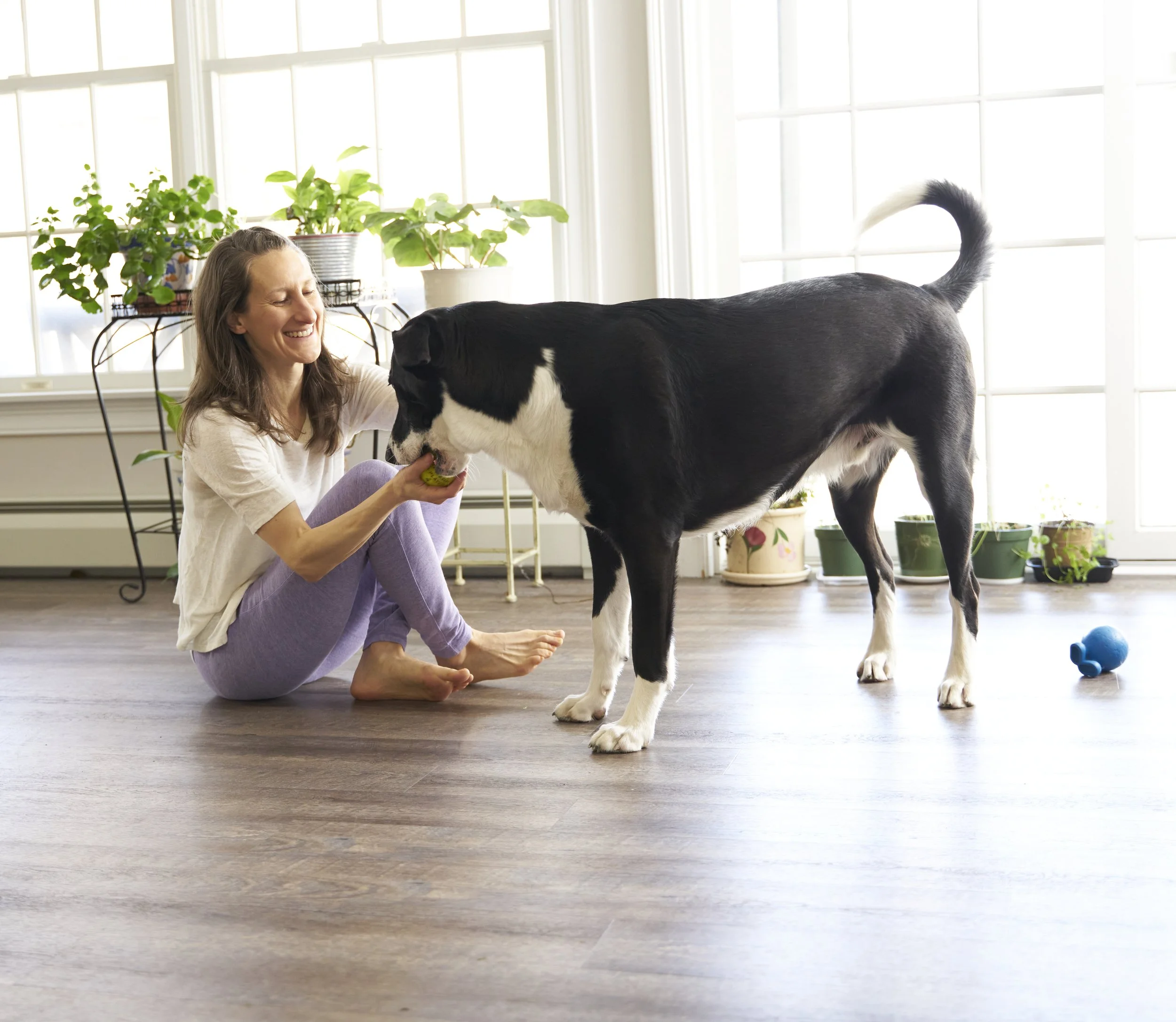 Image shows a white human sitting on the floor of a brightly lit room handing a dog to a large black-and-white dog.