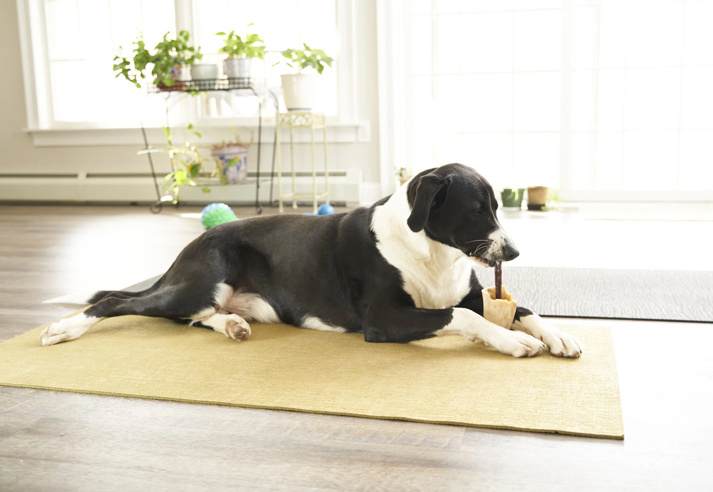 Image shows Muggins, a large black-and-white floppy-eared dog, laying on a beach sand yoga mat holding a chew in their front paws while they nibble the other end.