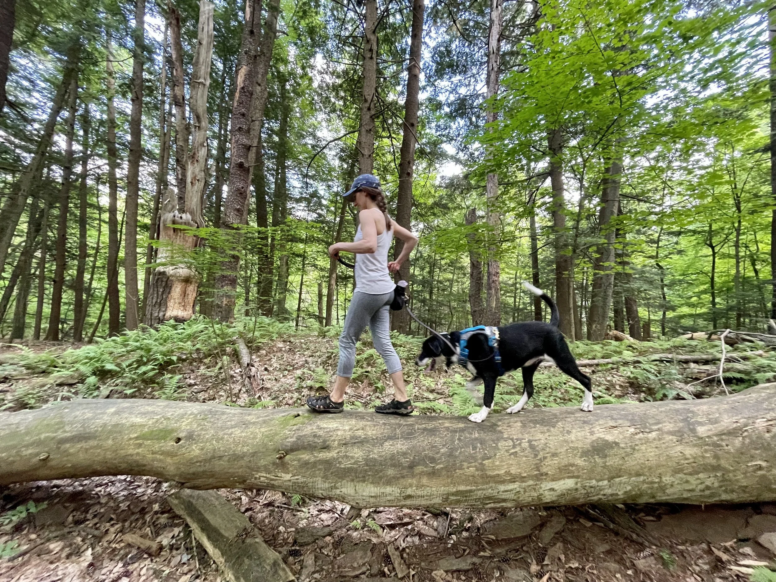 Image shows a white human wearing summer hiking clothes walking across a large fallen tree in a green forest. A large black-and-white dog follows close behind.