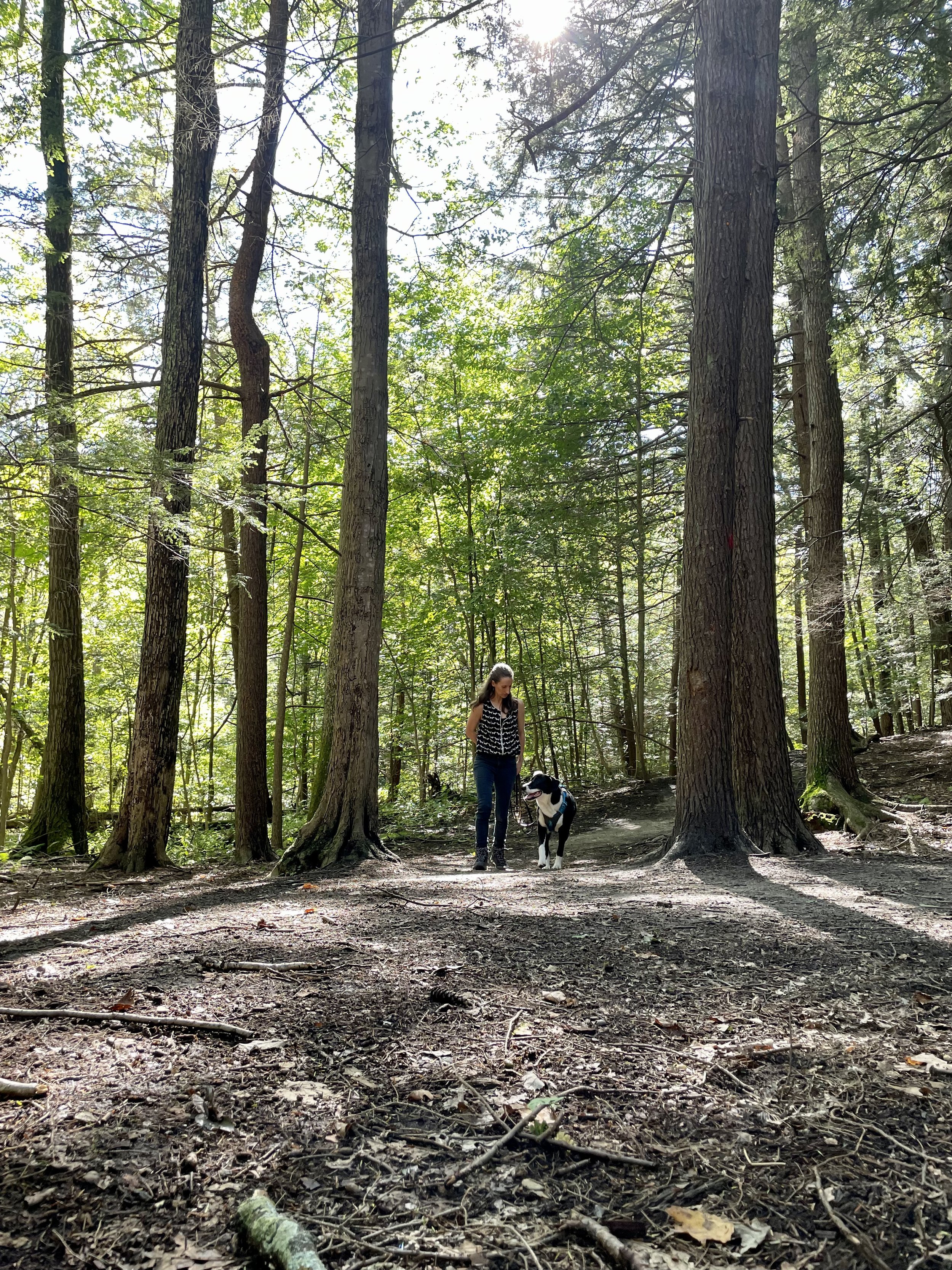 A white human stands with a large black-and-white dog in a sunlit pine forest. They are secure in knowing that their connection is honest and rooted in care.