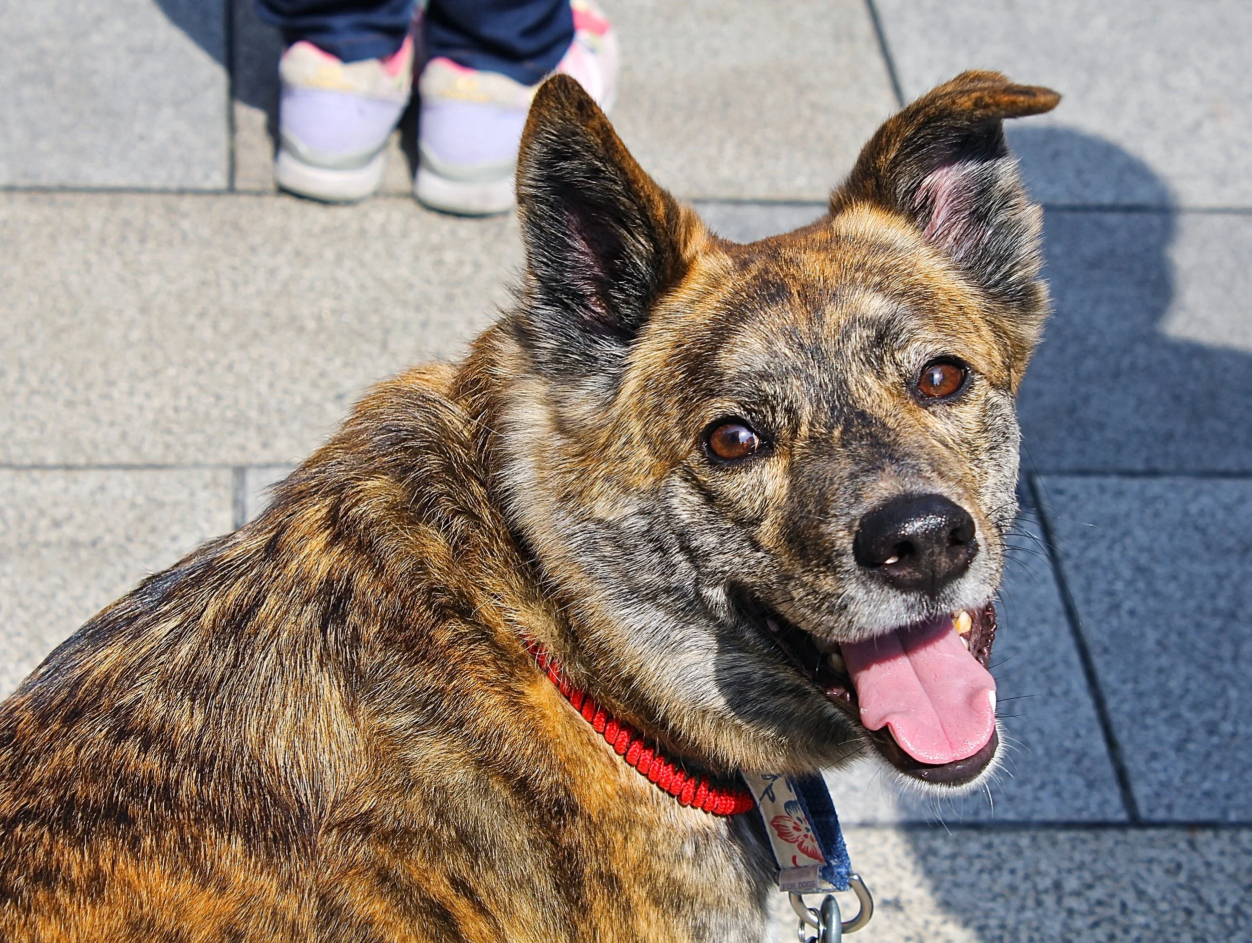 MEB_Japan_Dog.jpg