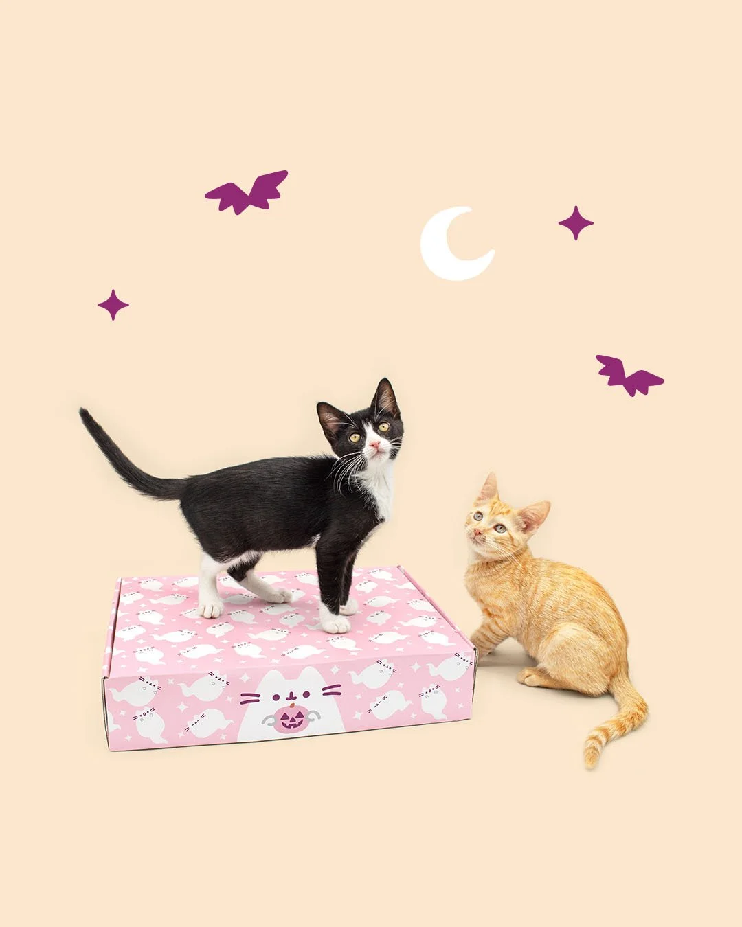 CatKit_Fall26_DigitalAd_1_IG.jpg