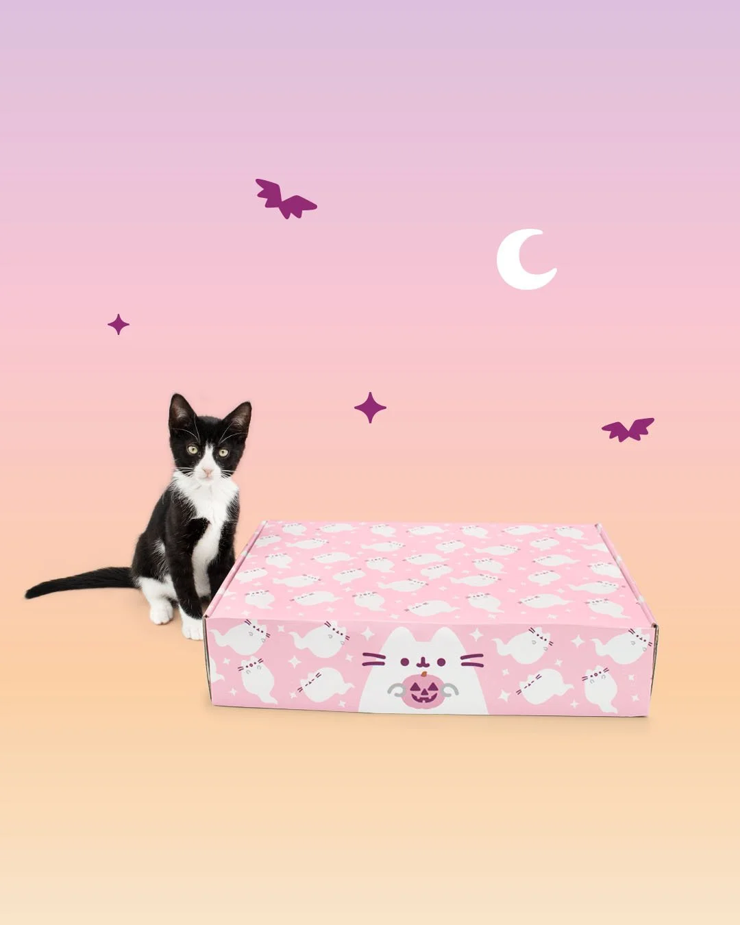 CatKit_Fall26_DigitalAd_3_IG.jpg