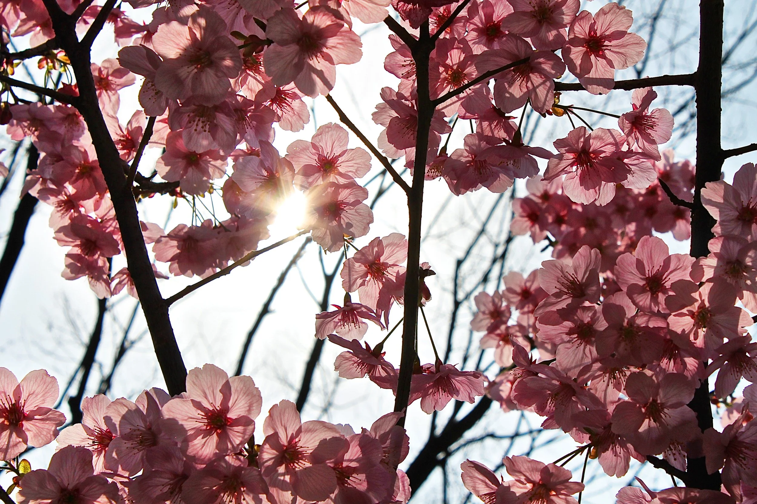 MEB_Japan_CherryBlossoms_2.jpg
