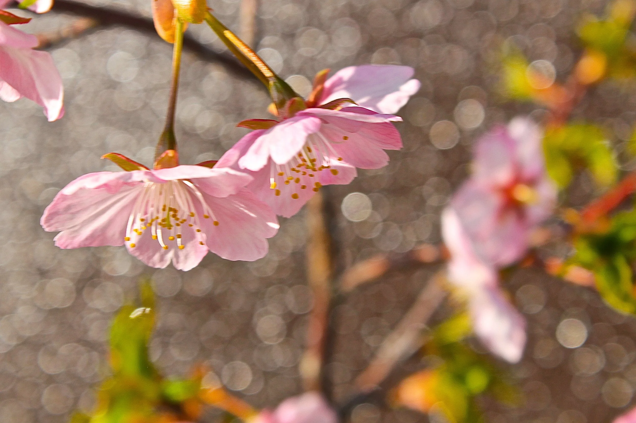 MEB_Japan_CherryBlossoms_1.jpg