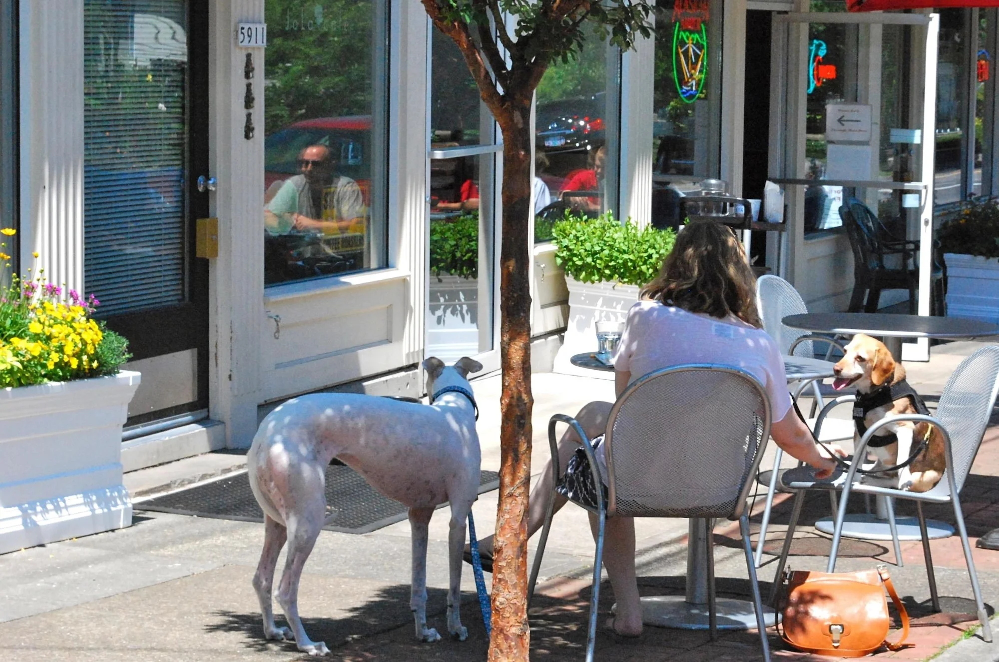 Johns Landing Dogs Upscaled.jpg
