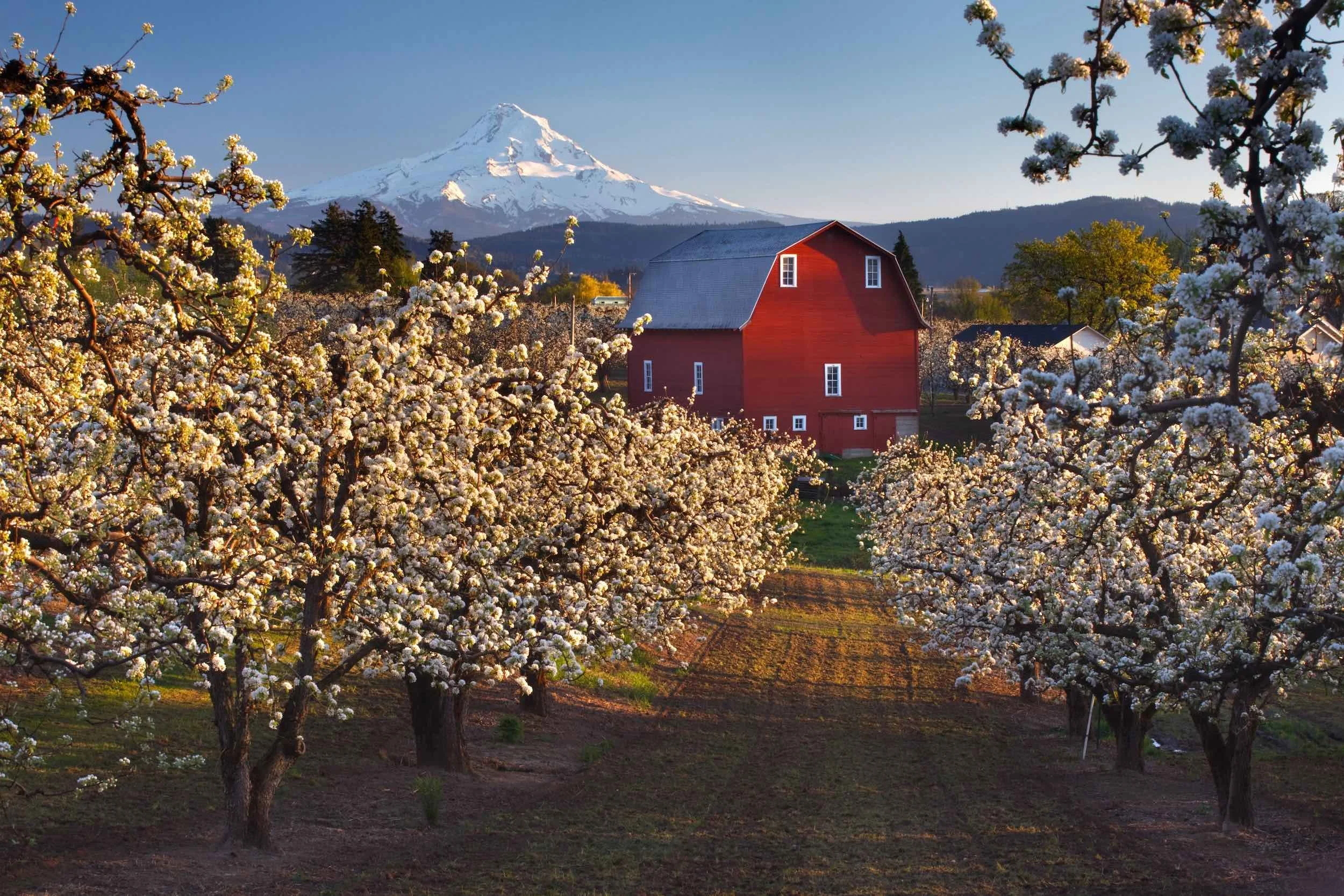 Hood River Mt Hood Red Barn.jpg