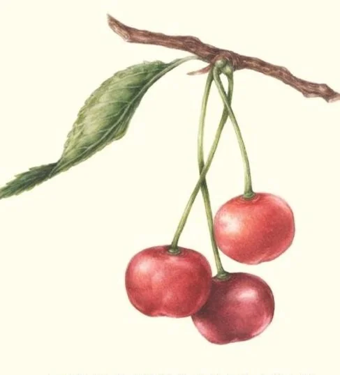 Cherry Brandy Release Party