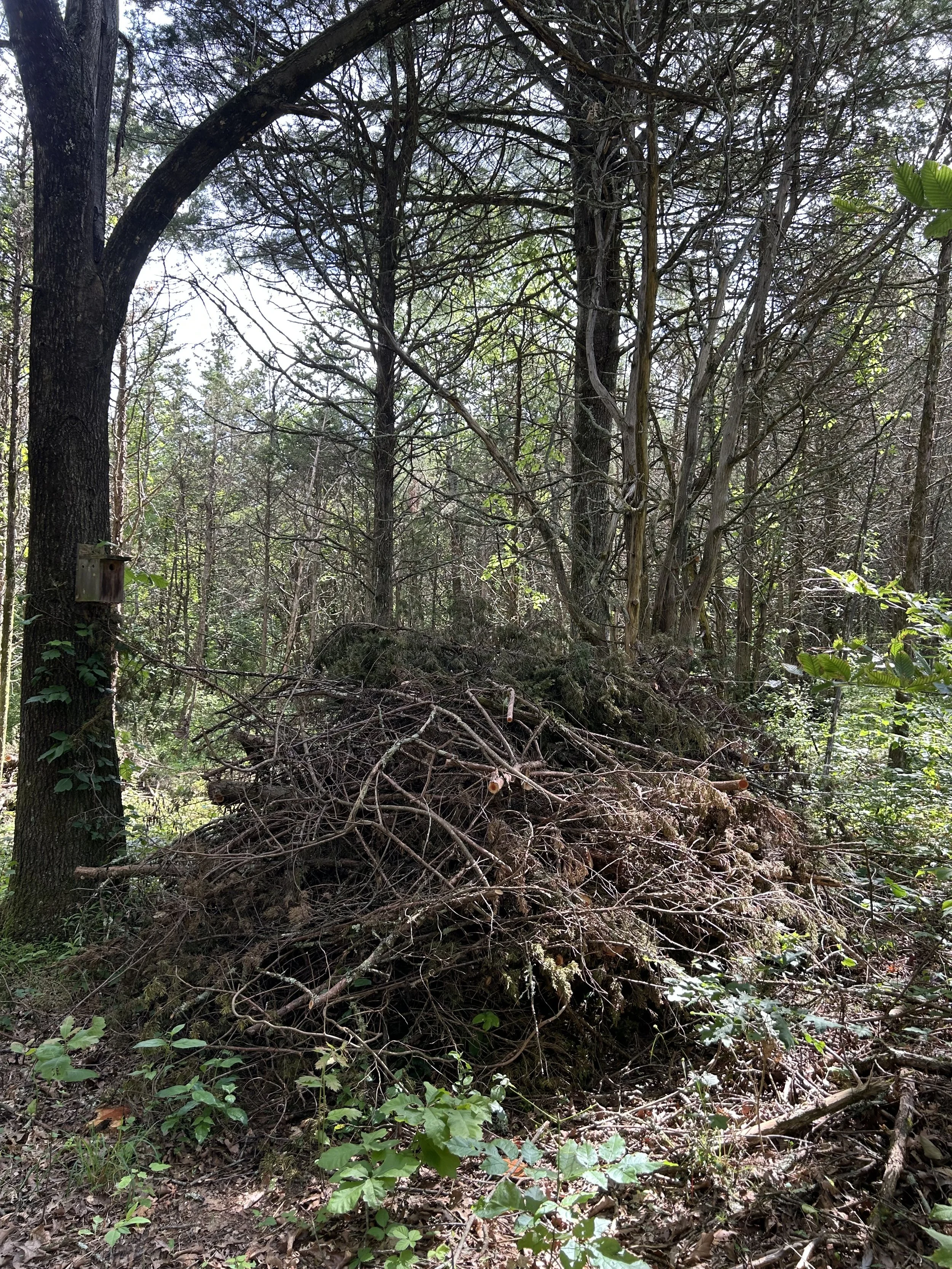 cedar3.jpeg