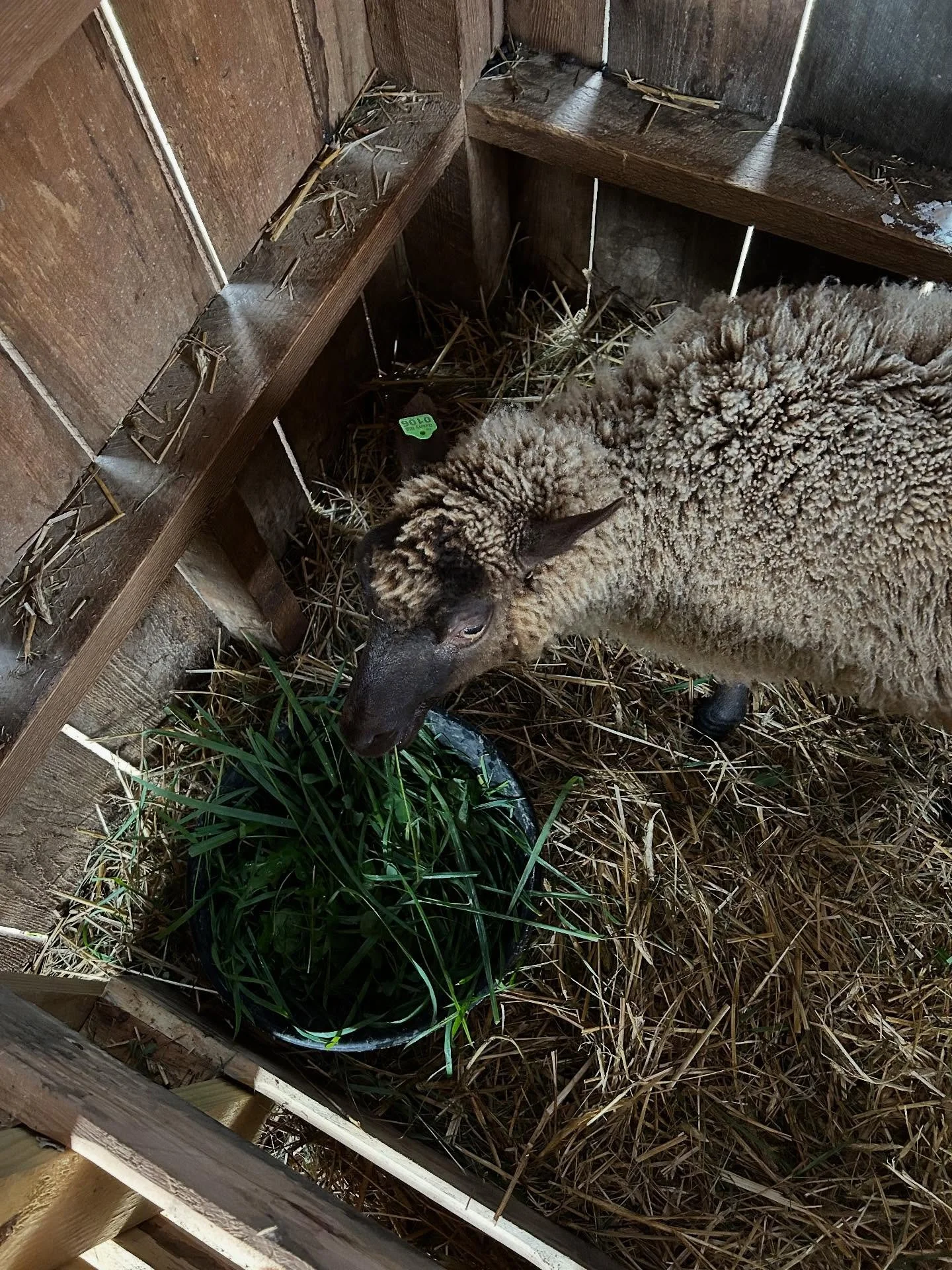 Sweet Pipkin got stuck in electric net fencing a little over a week ago and was badly shocked. As a result, she lost vision. We are so relieved and happy to report that she is recovering and her vision is returning. With the amazing care from our vet