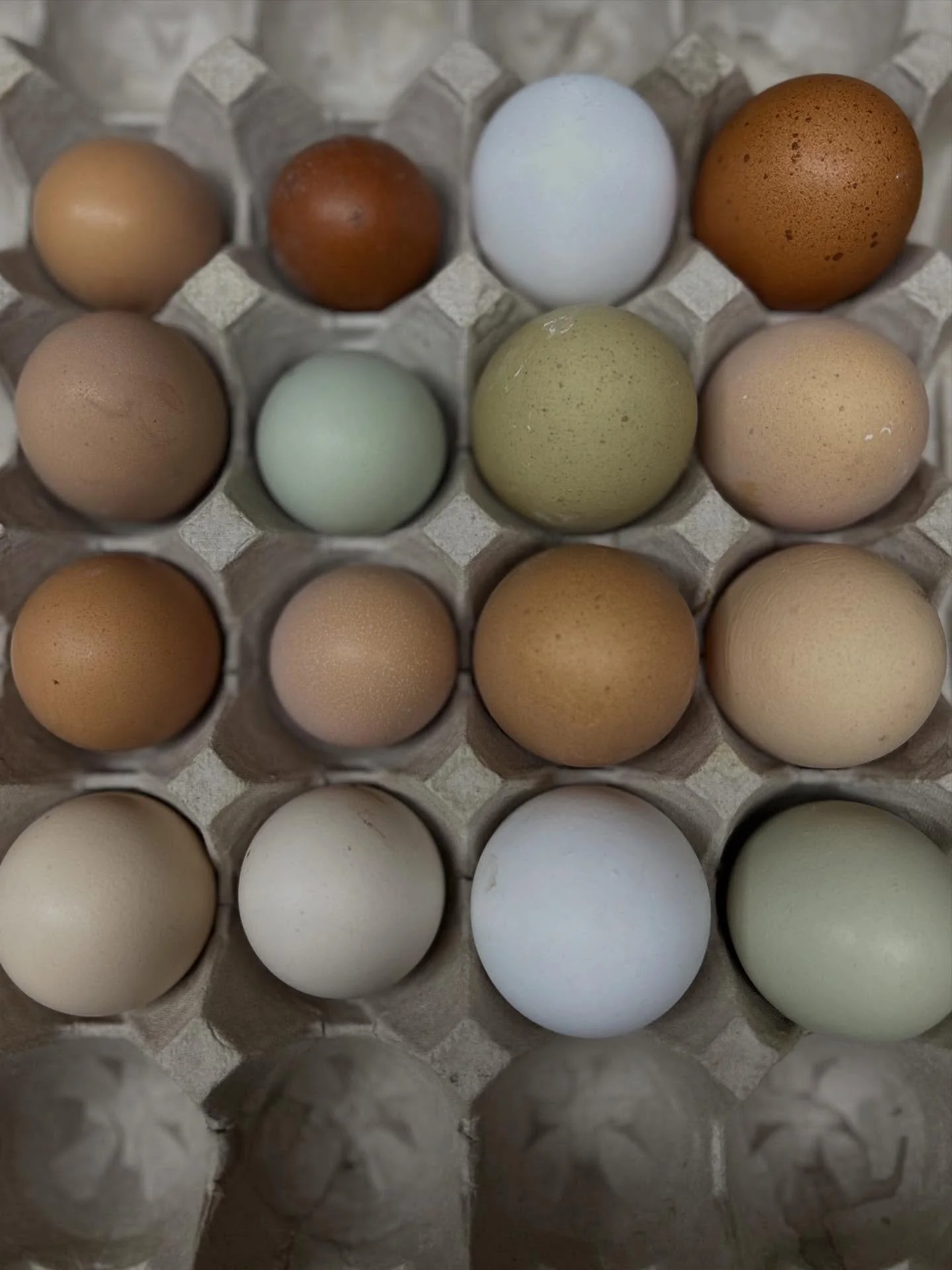 Stopping by with a seasonal PSA on&hellip;you guessed it&hellip;EGGS!

Did you know that eggs are actually a seasonal food? With the arrival of cold weather and reduced sunlight hours, chickens (and ducks!) naturally begin to shut down the egg factor