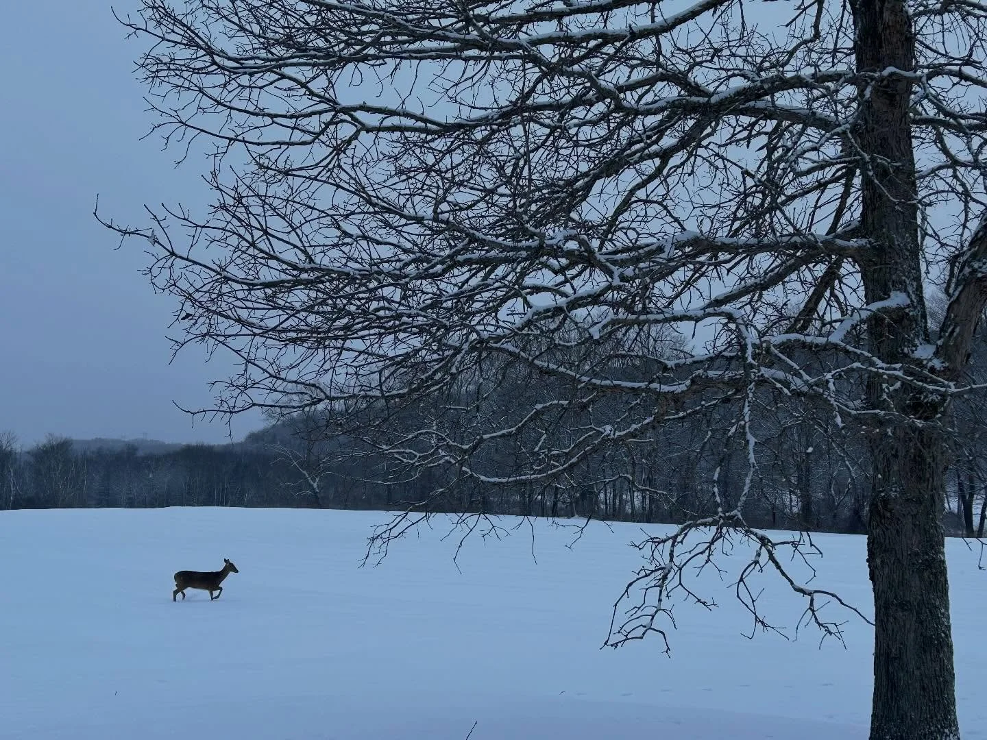 It&rsquo;s that time of year when we encourage everyone to indulge in a little decadence. As 2025 comes to an end and Branchwater Provisions prepares for our winter hibernation, here are some end of year temptations for your holiday tables.&nbsp;

