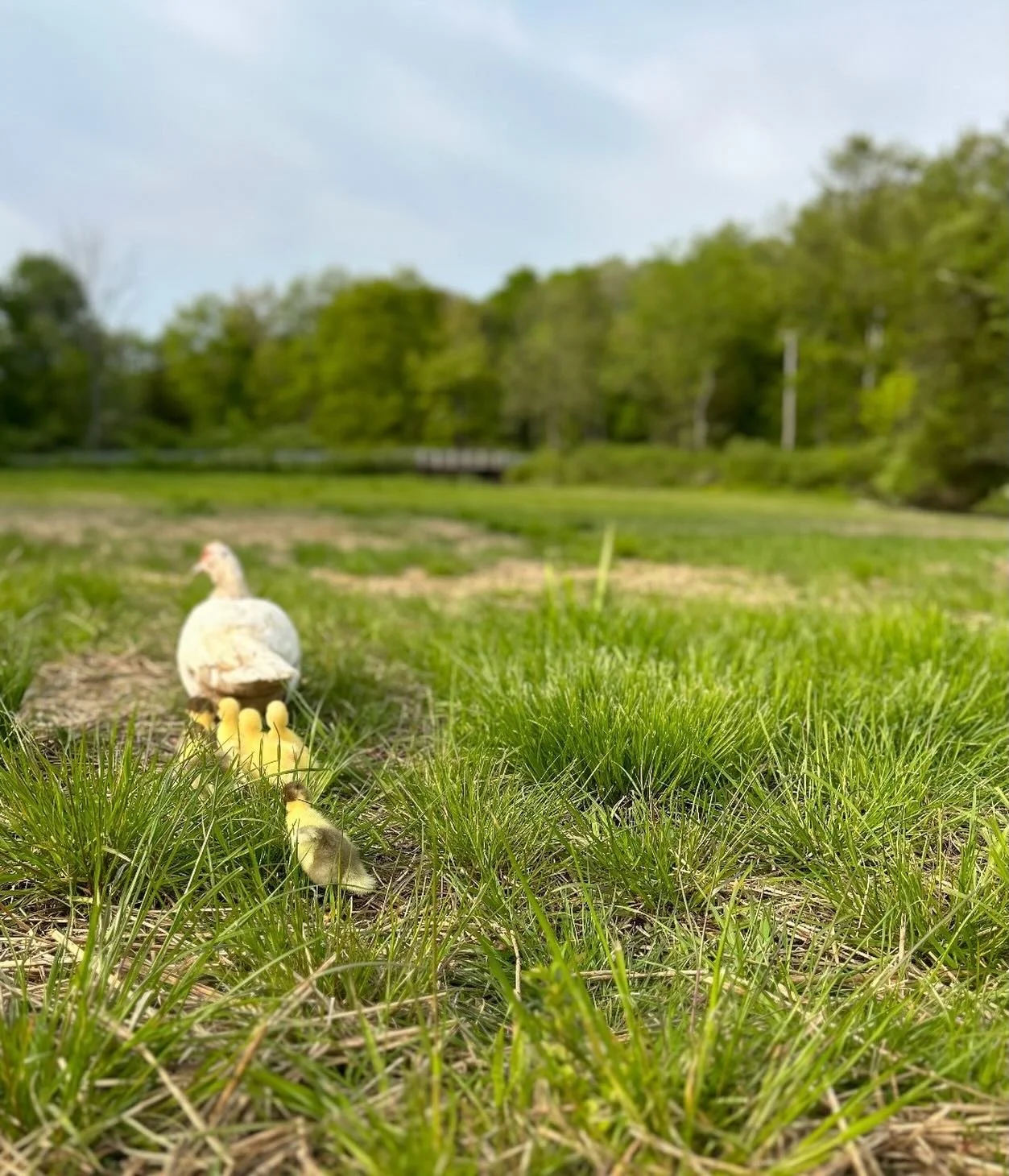 Join us at the farm on Sun, May 10th (aka Mothers Day) from 11am-3pm for FEMMERGY&mdash;a celebration of female creativity. 

Skip those $30 Eggs Benedict for Mother&rsquo;s Day brunch or&mdash;if that&rsquo;s your thing&mdash;swing by the farm after