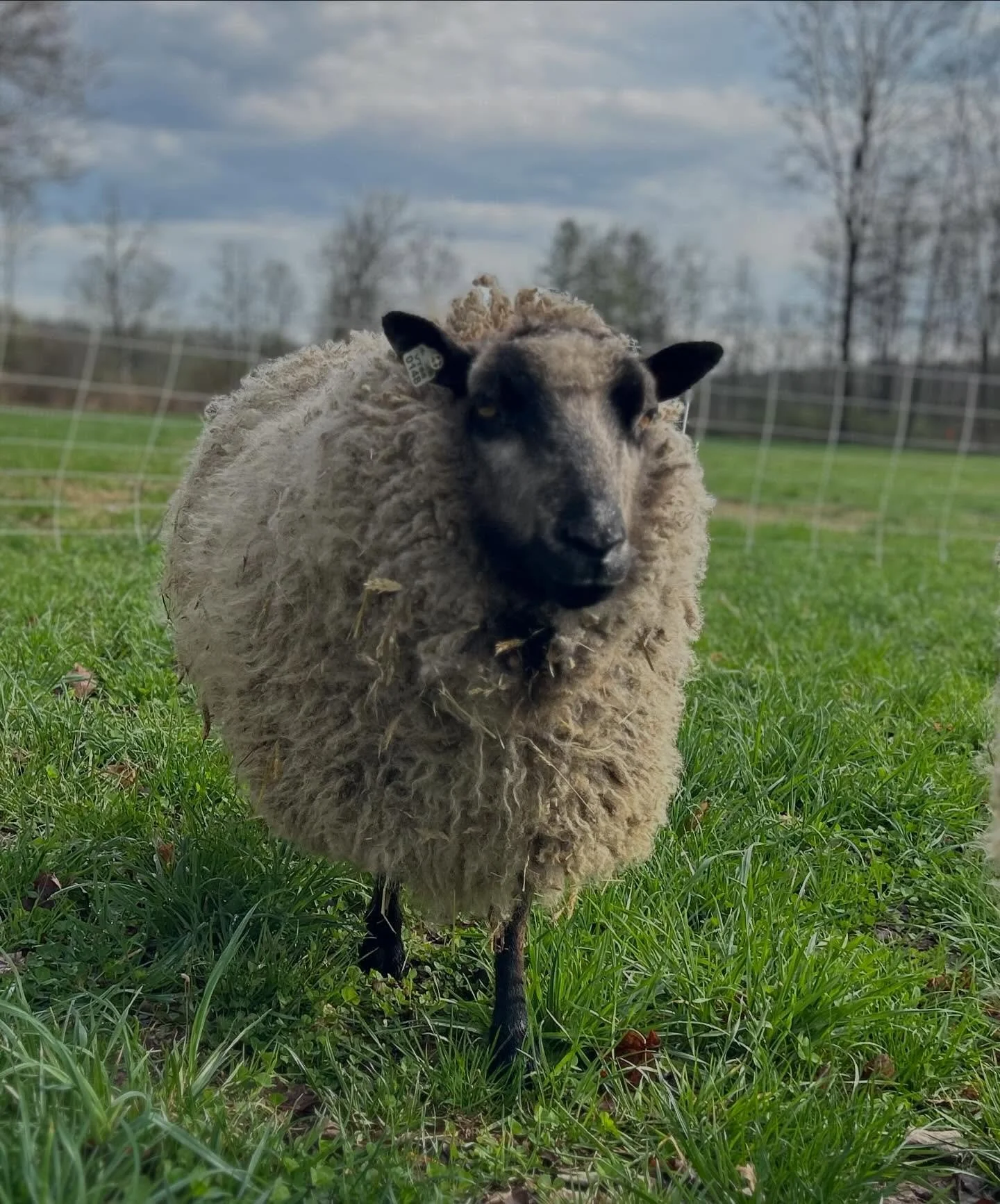 Once you have lost a being you love fiercely, you begin to mourn those you love, even while they thrive. Loss is inevitable on a farm. But how do you carve out time to grieve? There is still so much requiring your energy, so many heartbeats still req