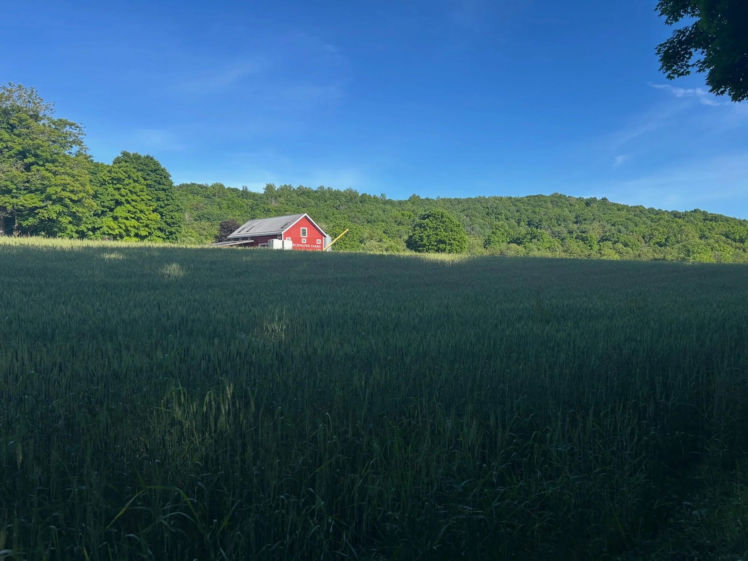 Please join us on Sat, June 20th for our very first on-farm dinner! We are excited to partner with culinary force Gina Citarella @gmcitarella for an evening celebrating small farms and Hudson Valley abundance. This family-style meal will feature Bran