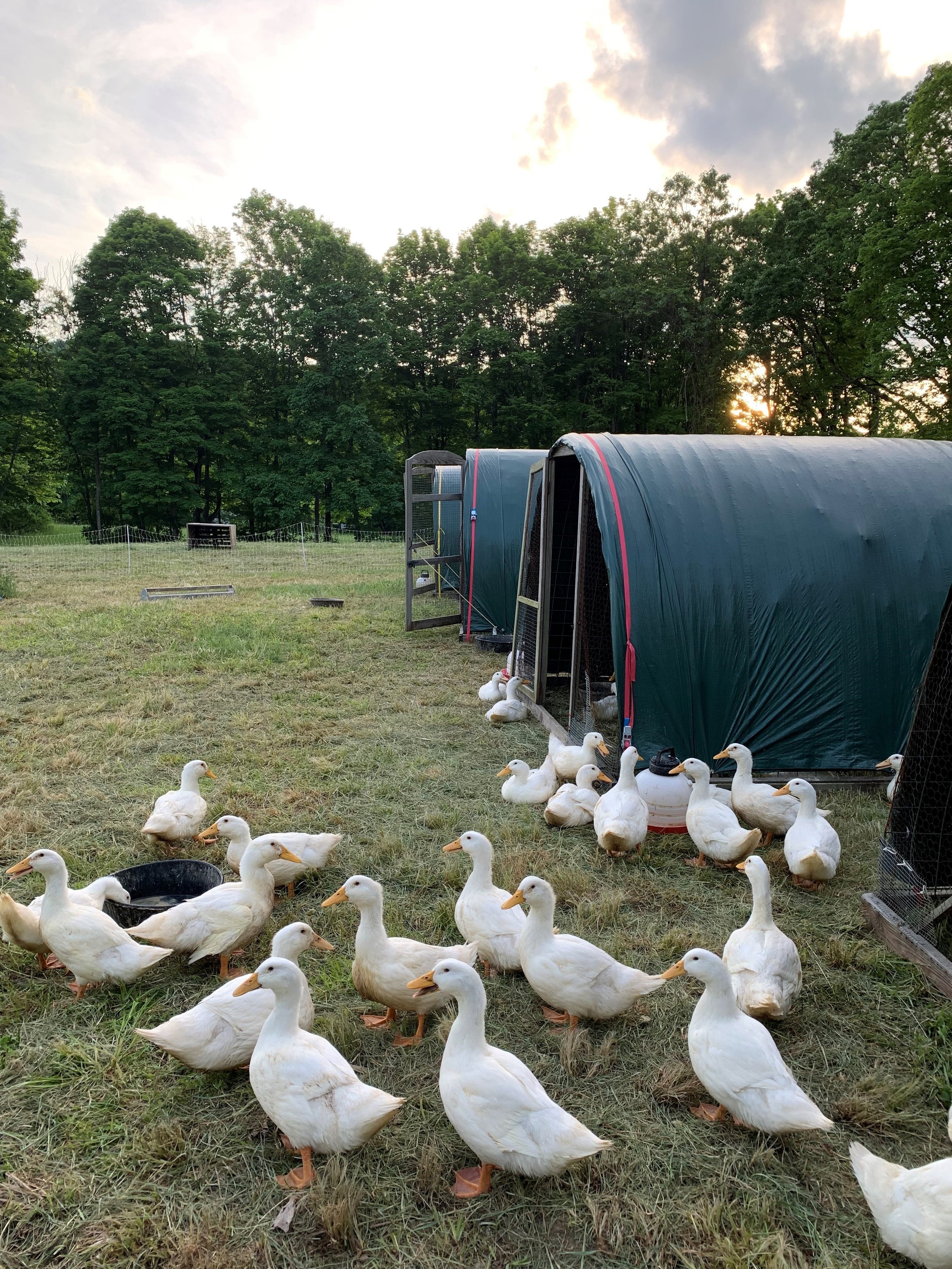 pekins growing.jpg