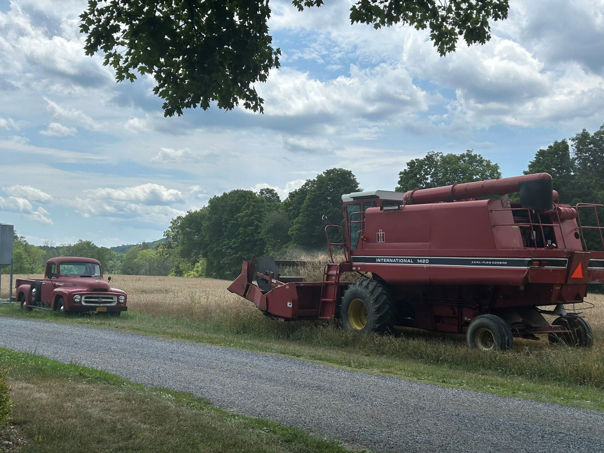 wheat harvest.jpg